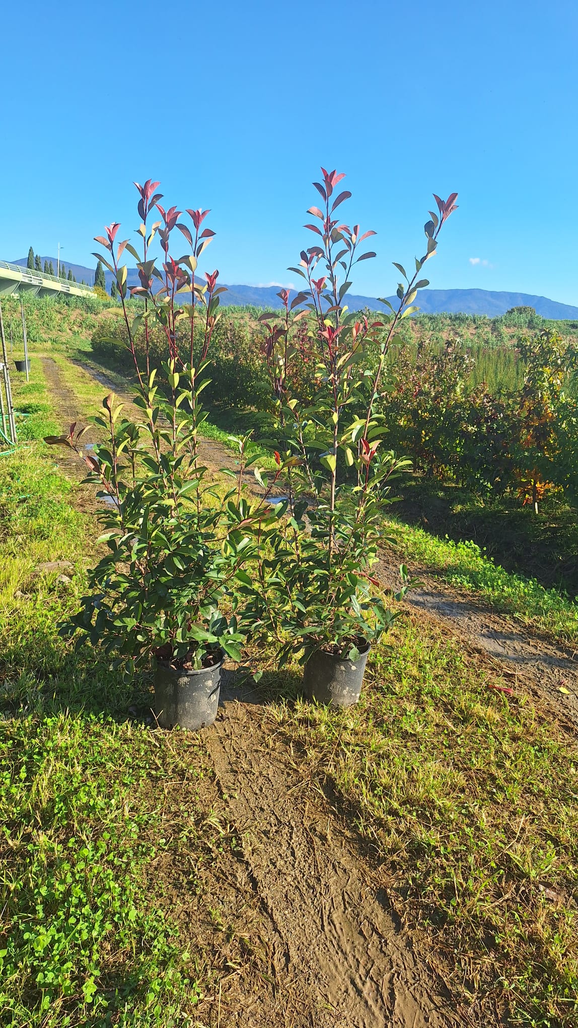 Photinia Red Robin 120-150cm 10lt