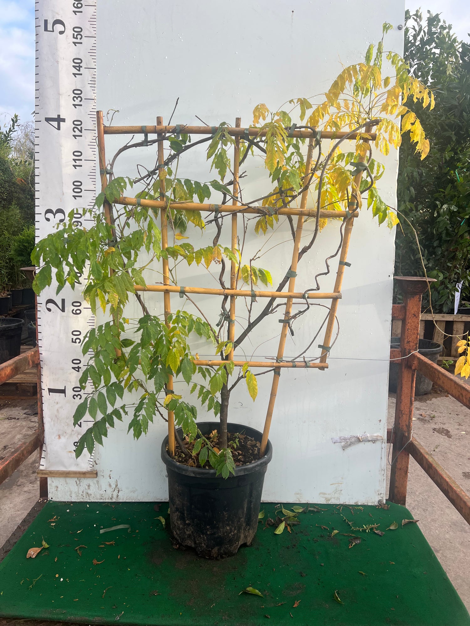 Wisteria Sinensis on 100x80cm Trellis