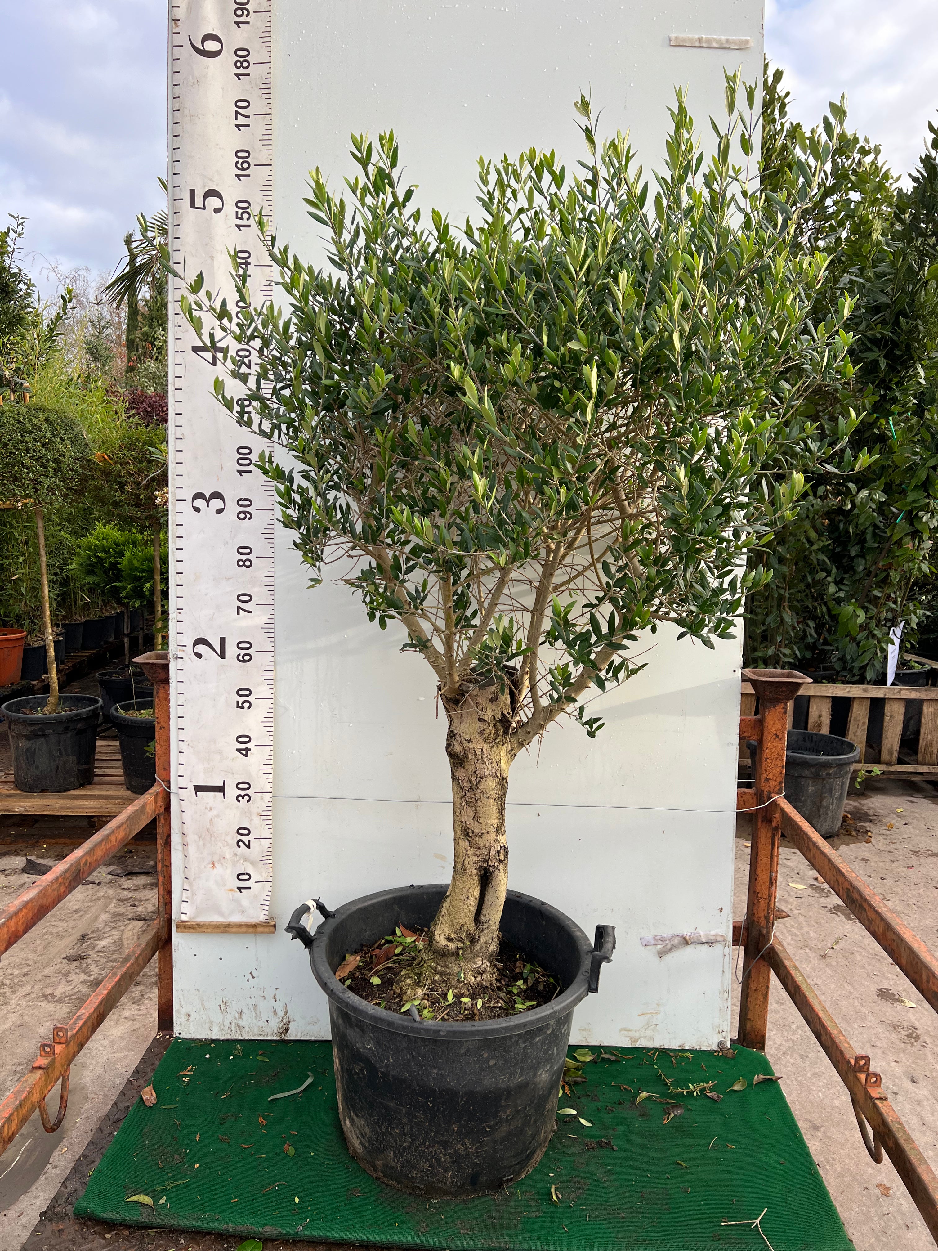 Olive Tree (Olea Europea) 150cm / 20-25cm girth