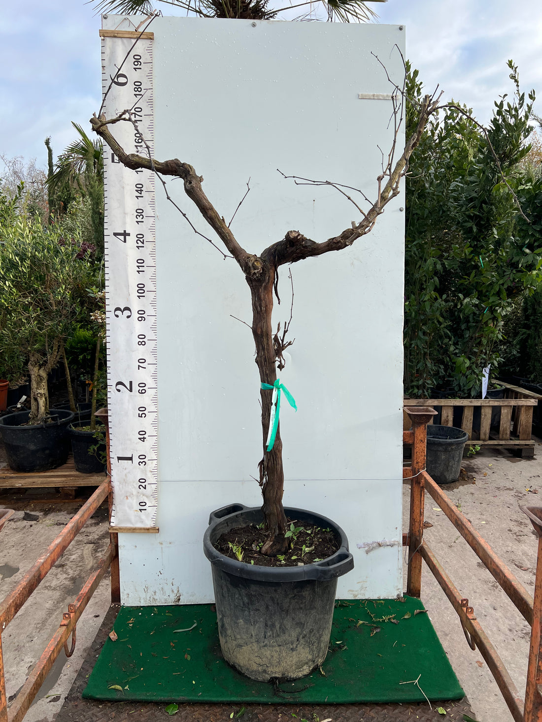 Grapevine (Vitis Vinifera) | 180cm Tall | Girth approx. 20-25cm