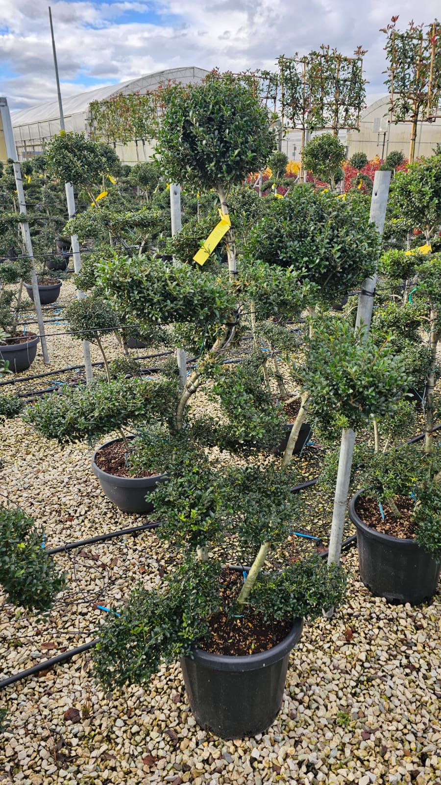 Ilex Crenata Cloud Tree (Bonsai) 120-140cm Tall