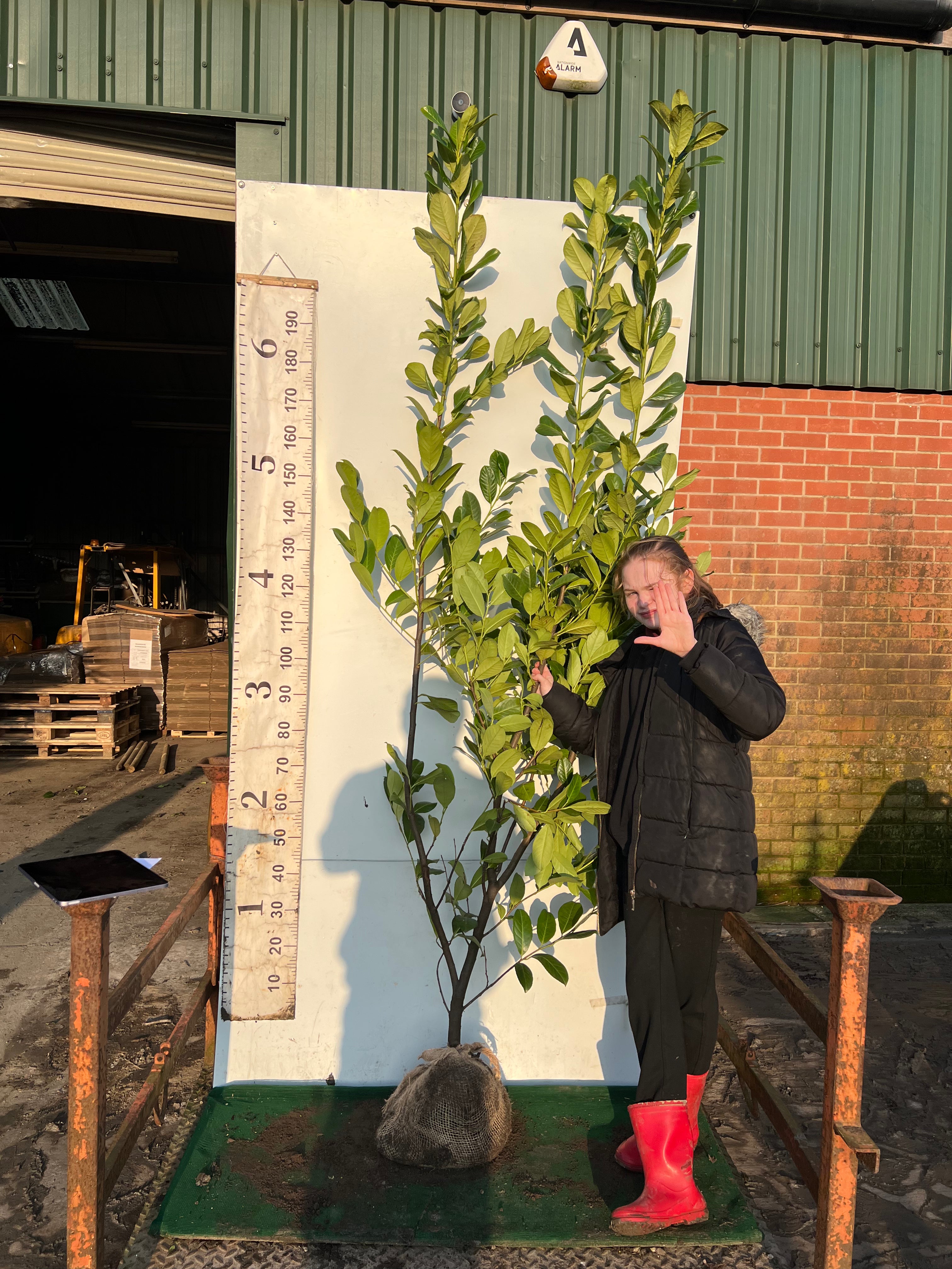 Cherry Laurel Rootball 200/220 cm - VALUE GRADE - MINIMUM ORDER OF 10