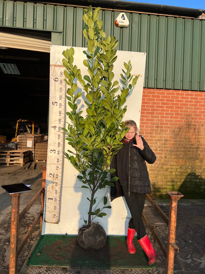 Cherry Laurel Rootball 200/220 cm - VALUE GRADE - MINIMUM ORDER OF 10