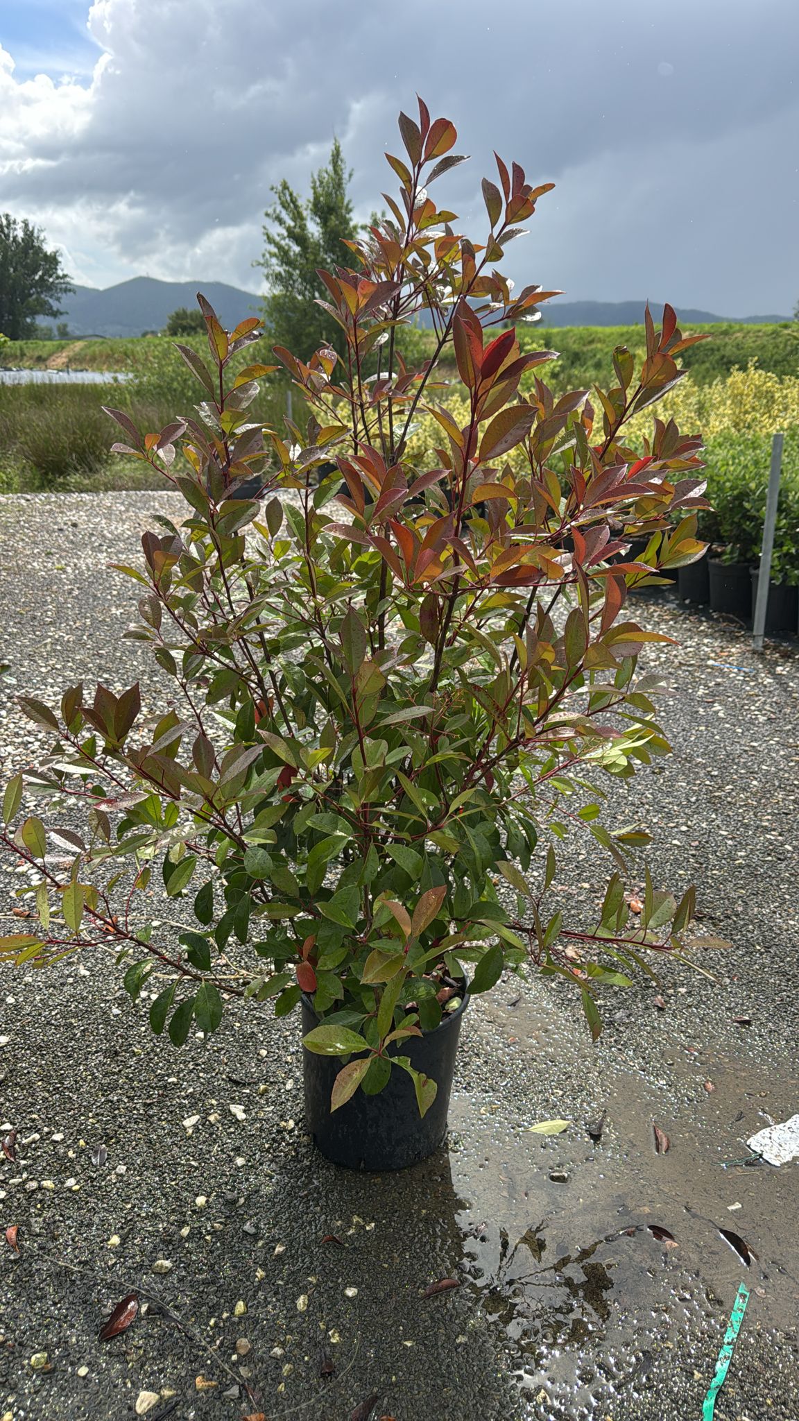 Photinia Red Robin 100-120cm in 15lt pot