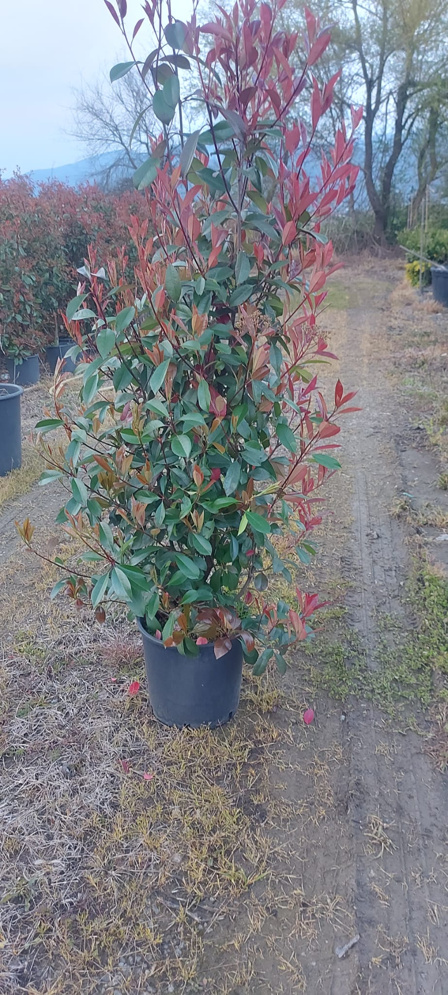 Photinia Red Robin 120-150cm 18 Litre
