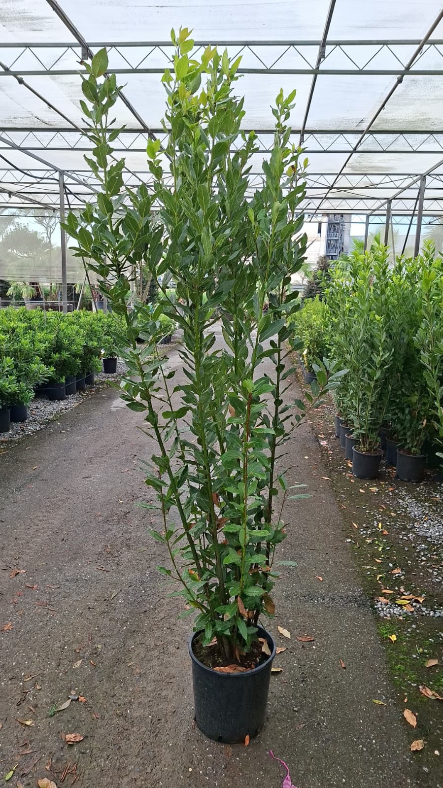 Bay Tree (Laurus Nobilis) 175-200cm in 18 Litre Pot