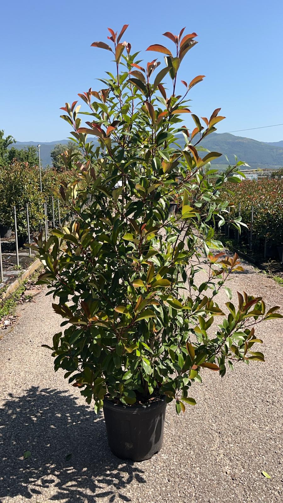 Photinia Red Robin 150-180cm 30lt
