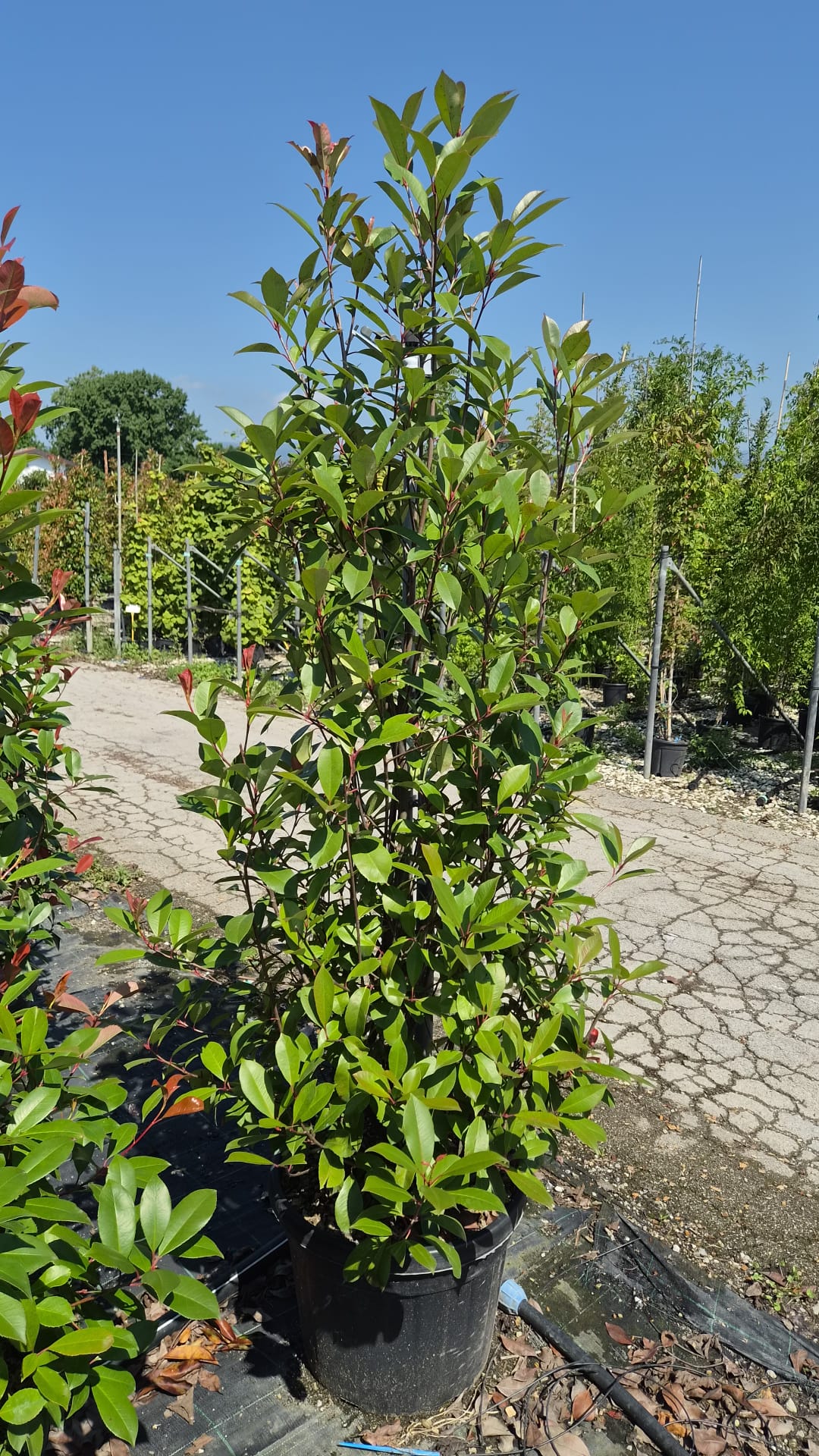 Photinia Red Robin 180-200cm 45lt