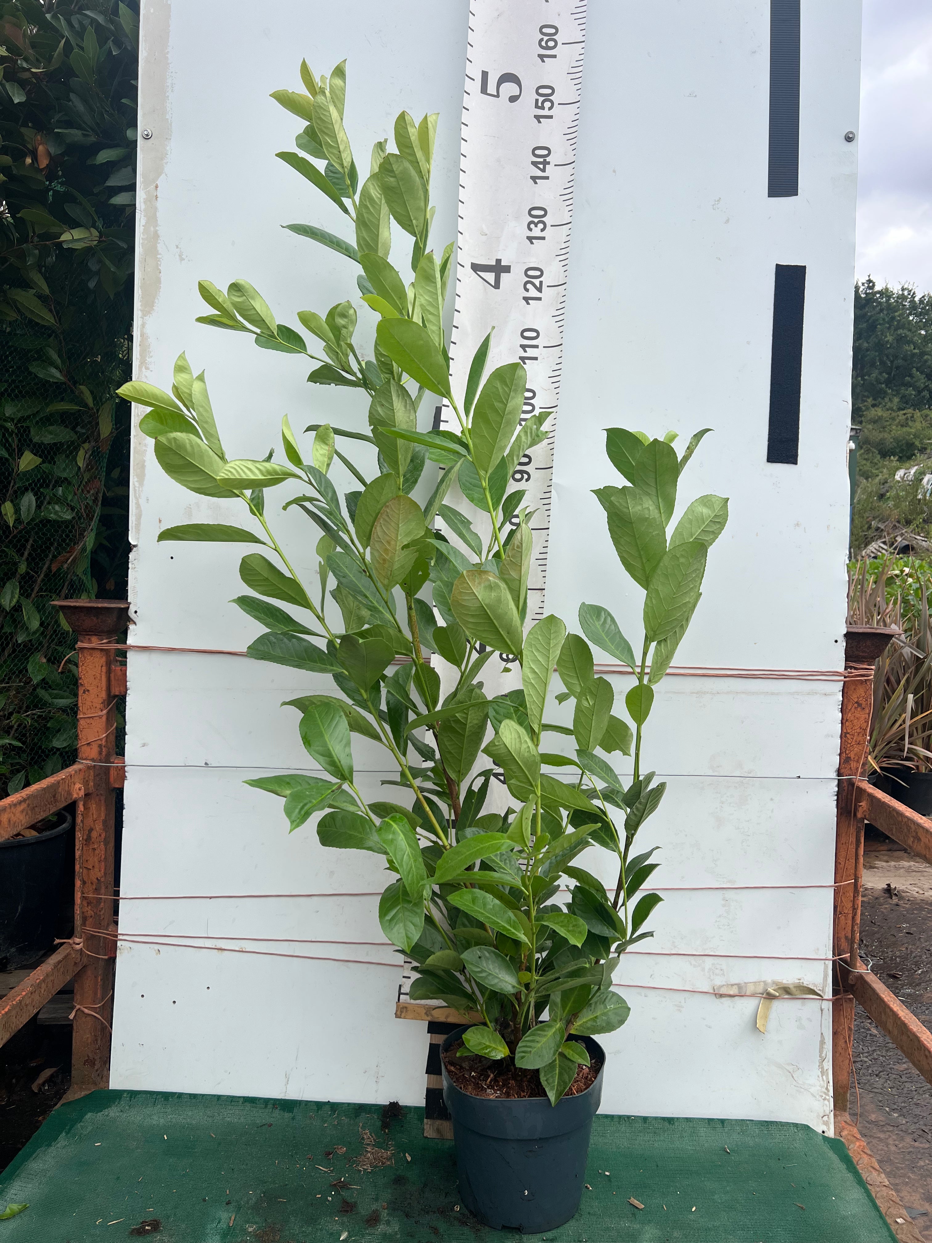 Cherry Laurel (Prunus Laur. Rotundifolia) 6.5 litre pot  110-130cm