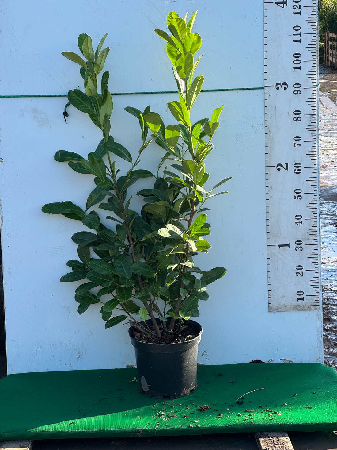 Cherry Laurel (Prunus Laur. Rotundifolia) Potted