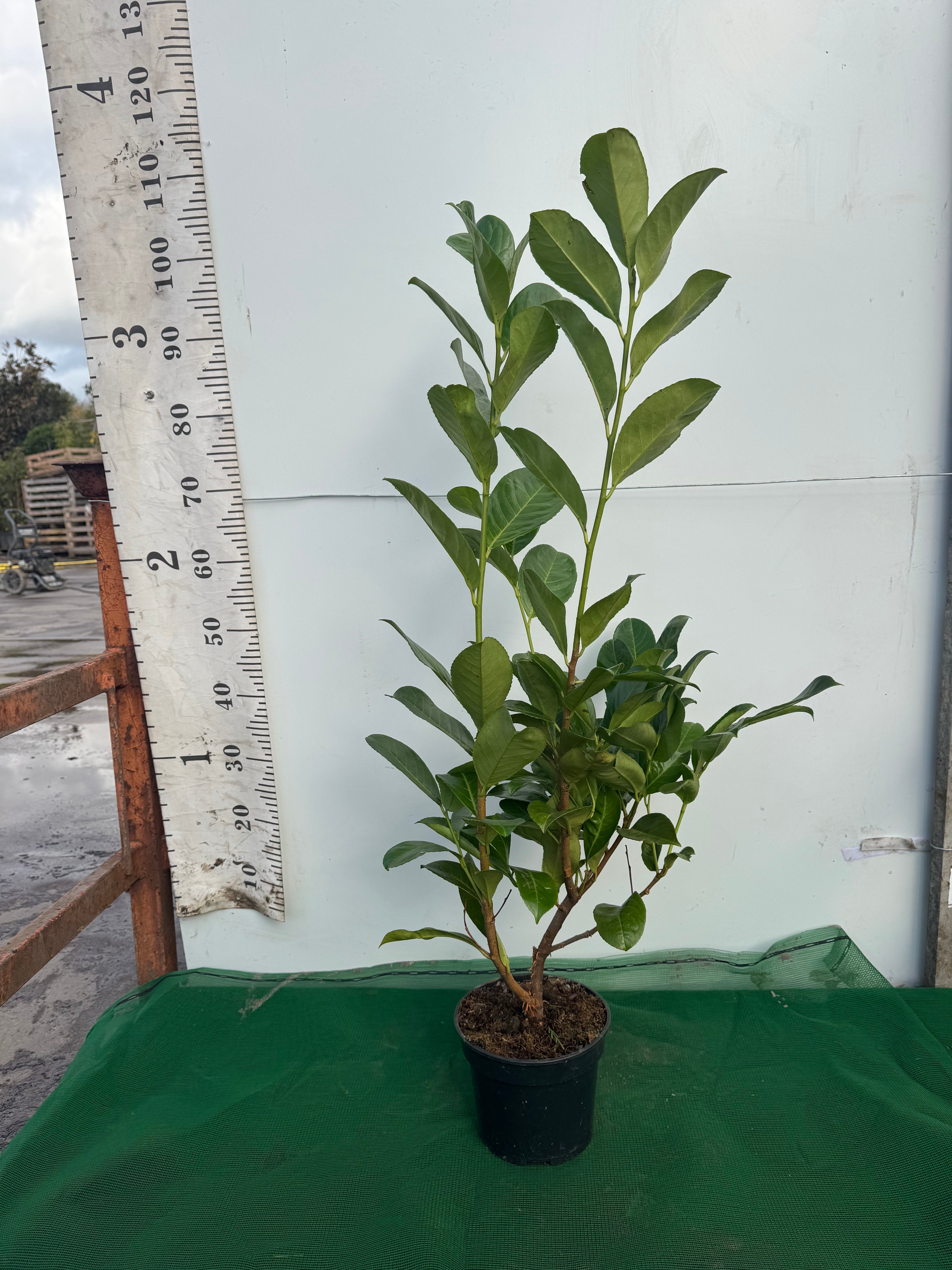Cherry Laurel (Prunus Laur. Rotundifolia) Potted