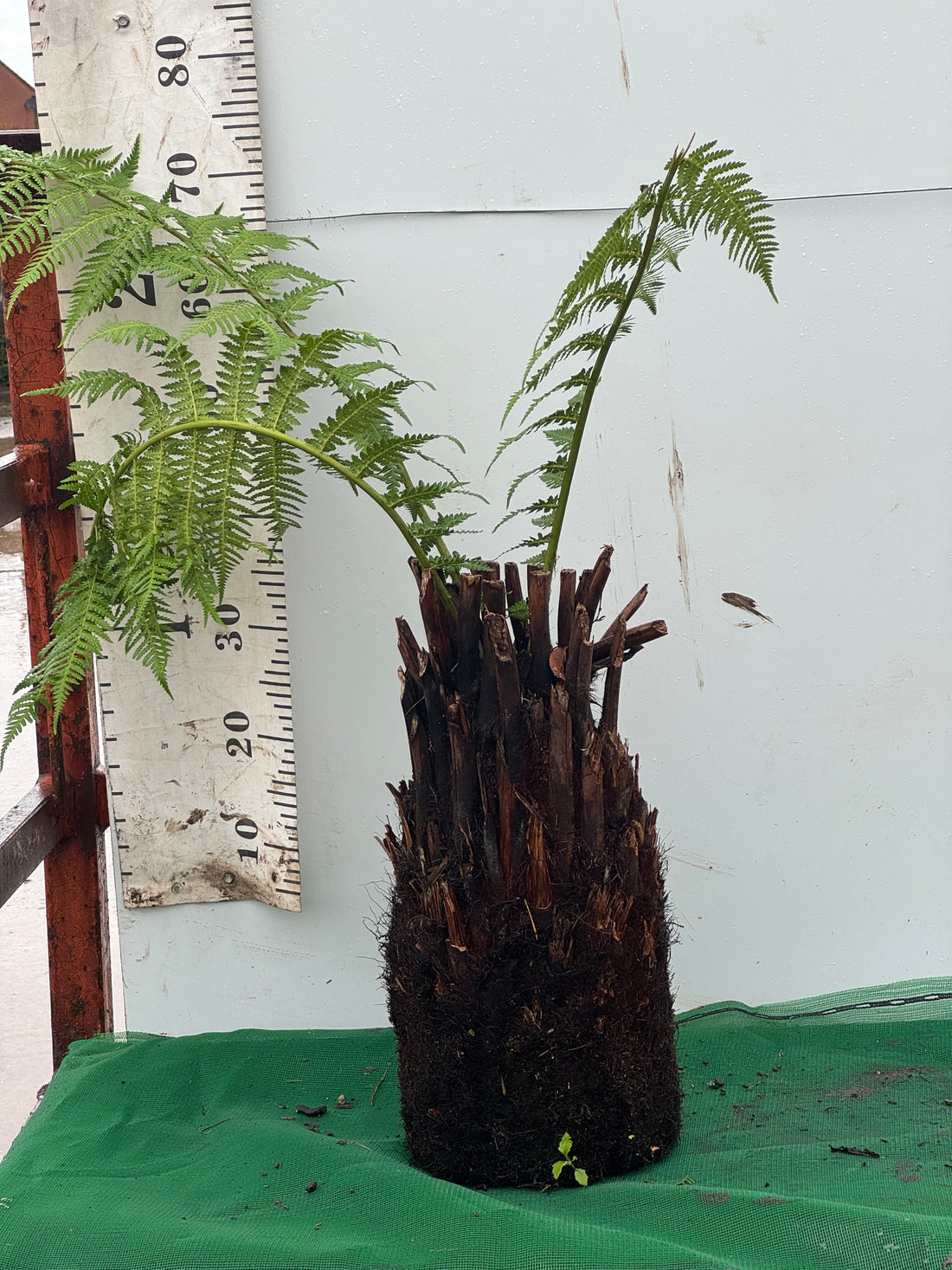 Tree Fern (Discksonia Antarctica) 1ft / 30cm