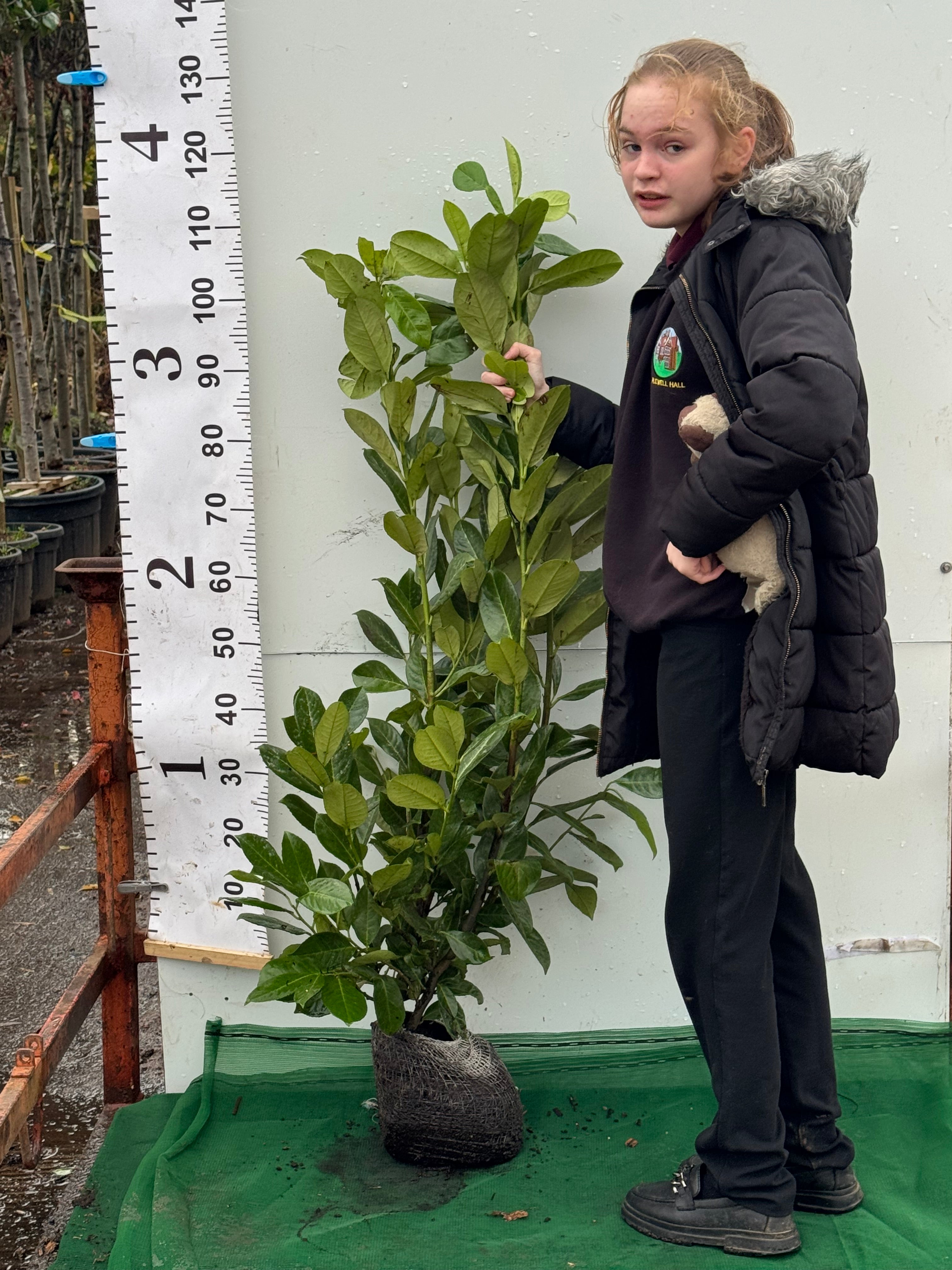 Cherry Laurel (Prunus Laur. Rotundifolia) Rootball 80-100cm - Ready to Plant Now