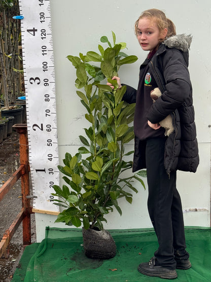 Cherry Laurel (Prunus Laur. Rotundifolia) Rootball 80-100cm - Ready to Plant Now