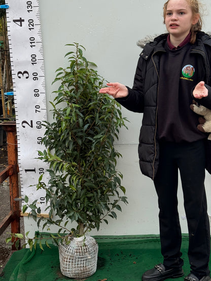 Portuguese Laurel (Prunus Lusitanica) Rootball 80-100cm - Premium Quality