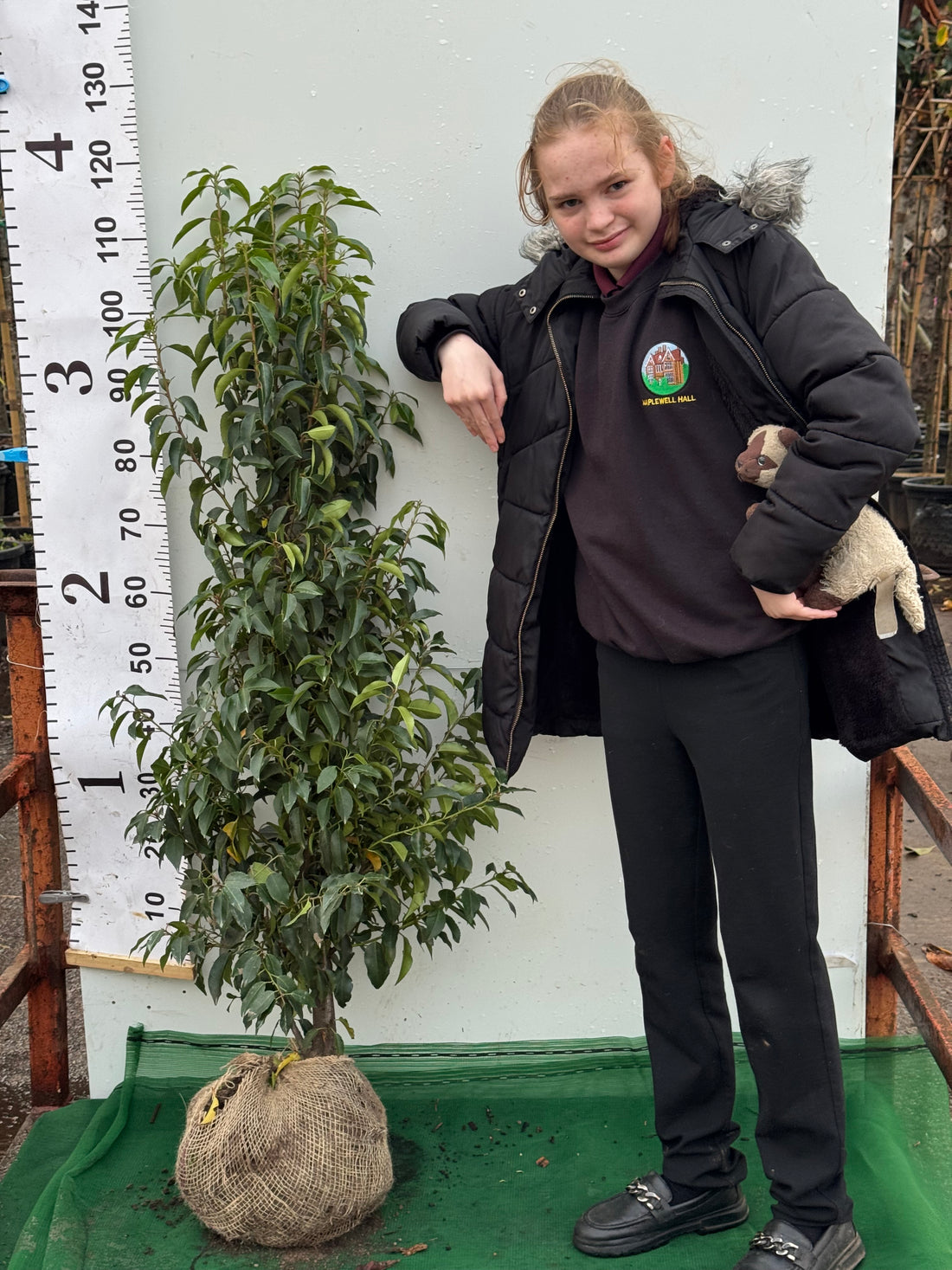 Portuguese Laurel (Prunus Lusitanica) Rootball 100-120cm - Premium Quality