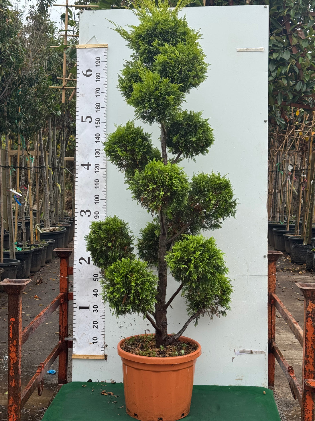 Golden Leylandii (Cupr. Castlewellan Gold) Pom Pom 220cm Tall