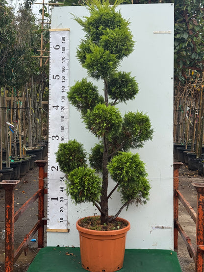 Golden Leylandii (Cupr. Castlewellan Gold) Pom Pom 220cm Tall
