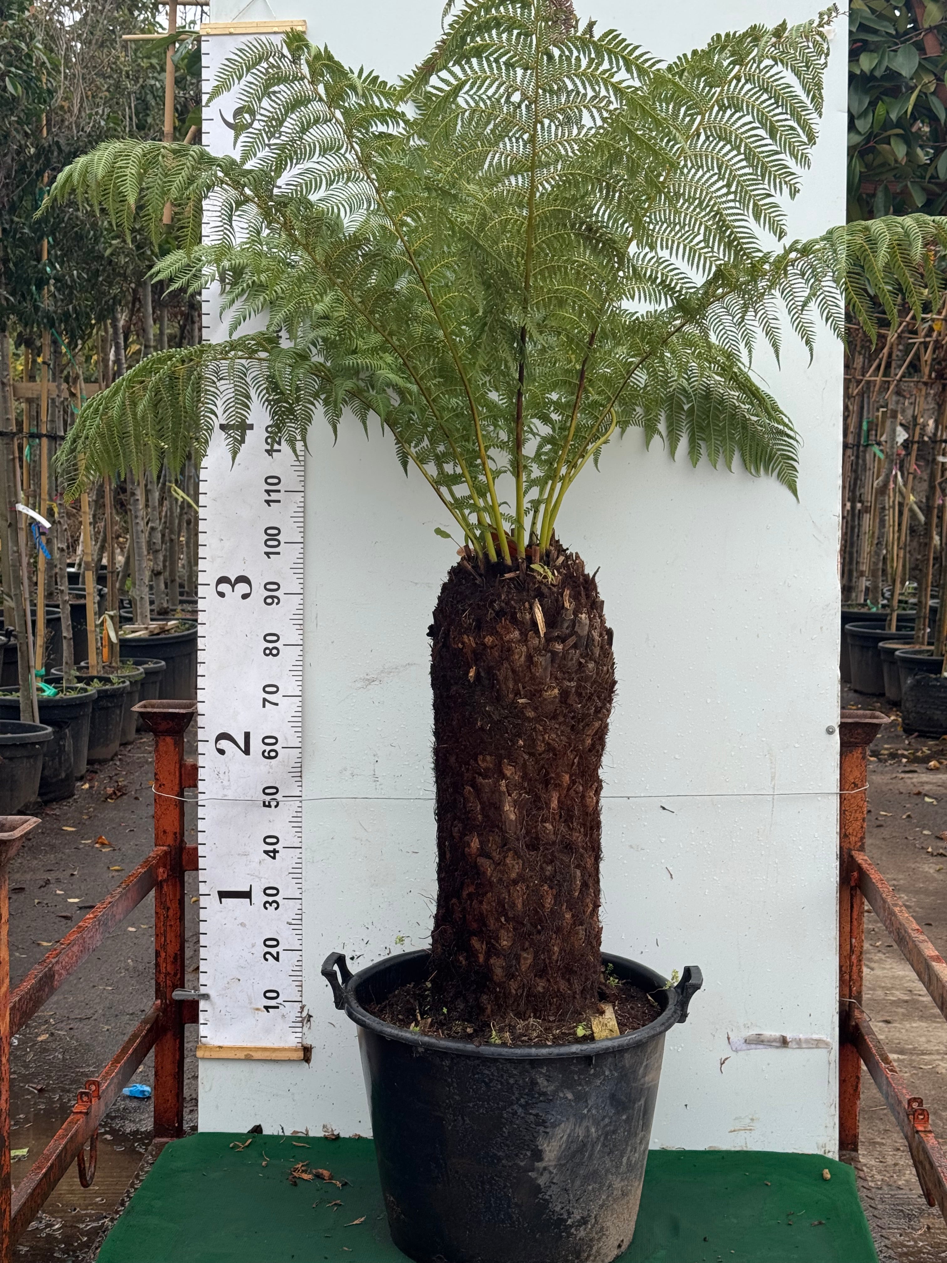 Potted 2ft 6in / 70cm Trunk - Total Height 170cm