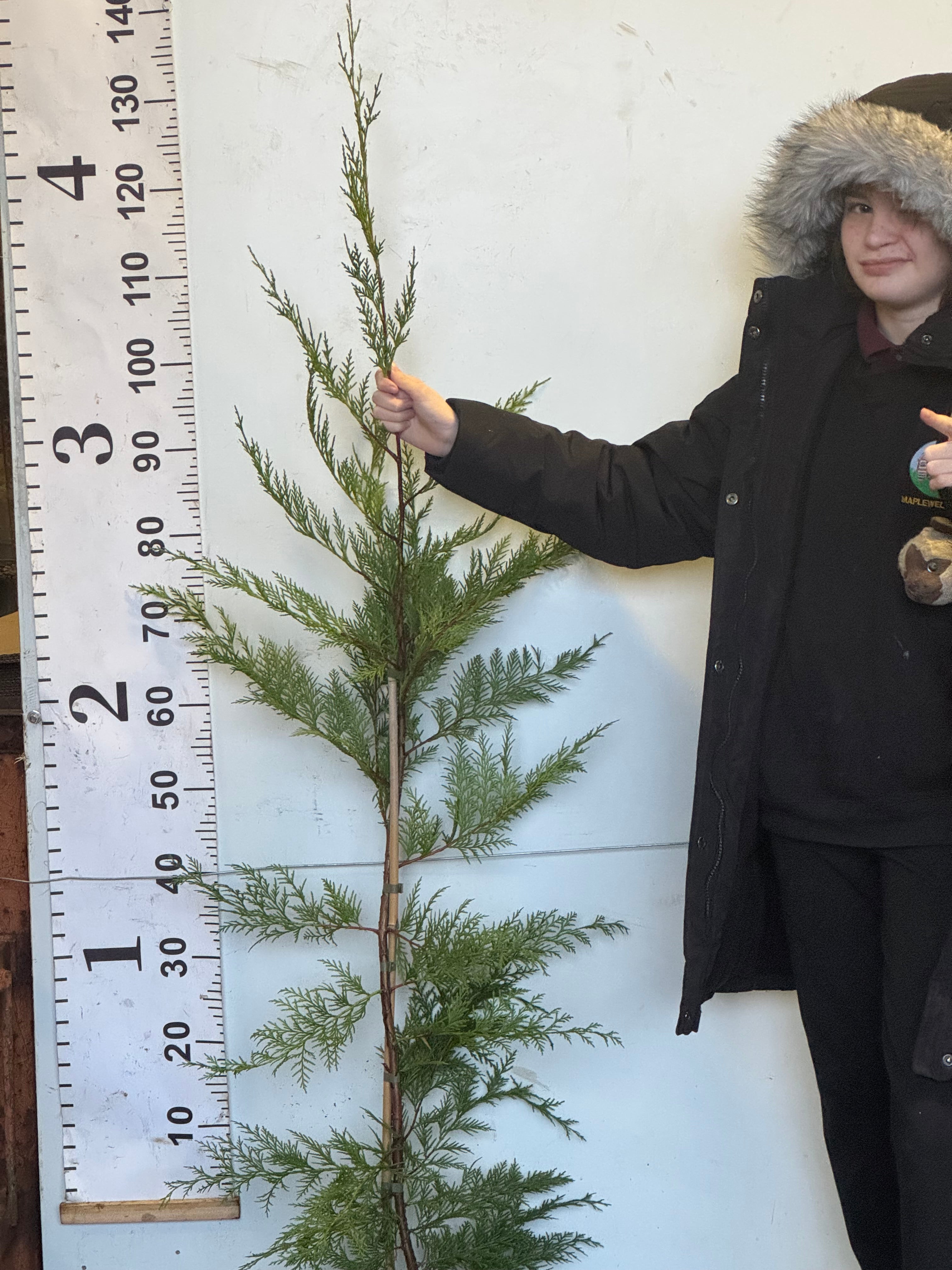 Leylandii Green (Cupressocyparis Leylandii) 120-150cm 3lt