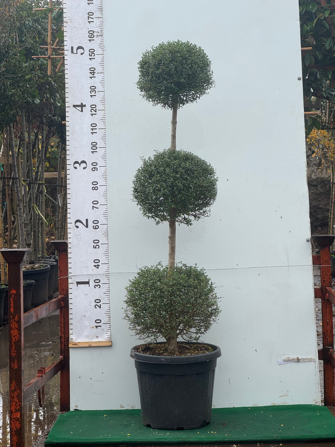 Ligustrum 3 Ball In line 150cm
