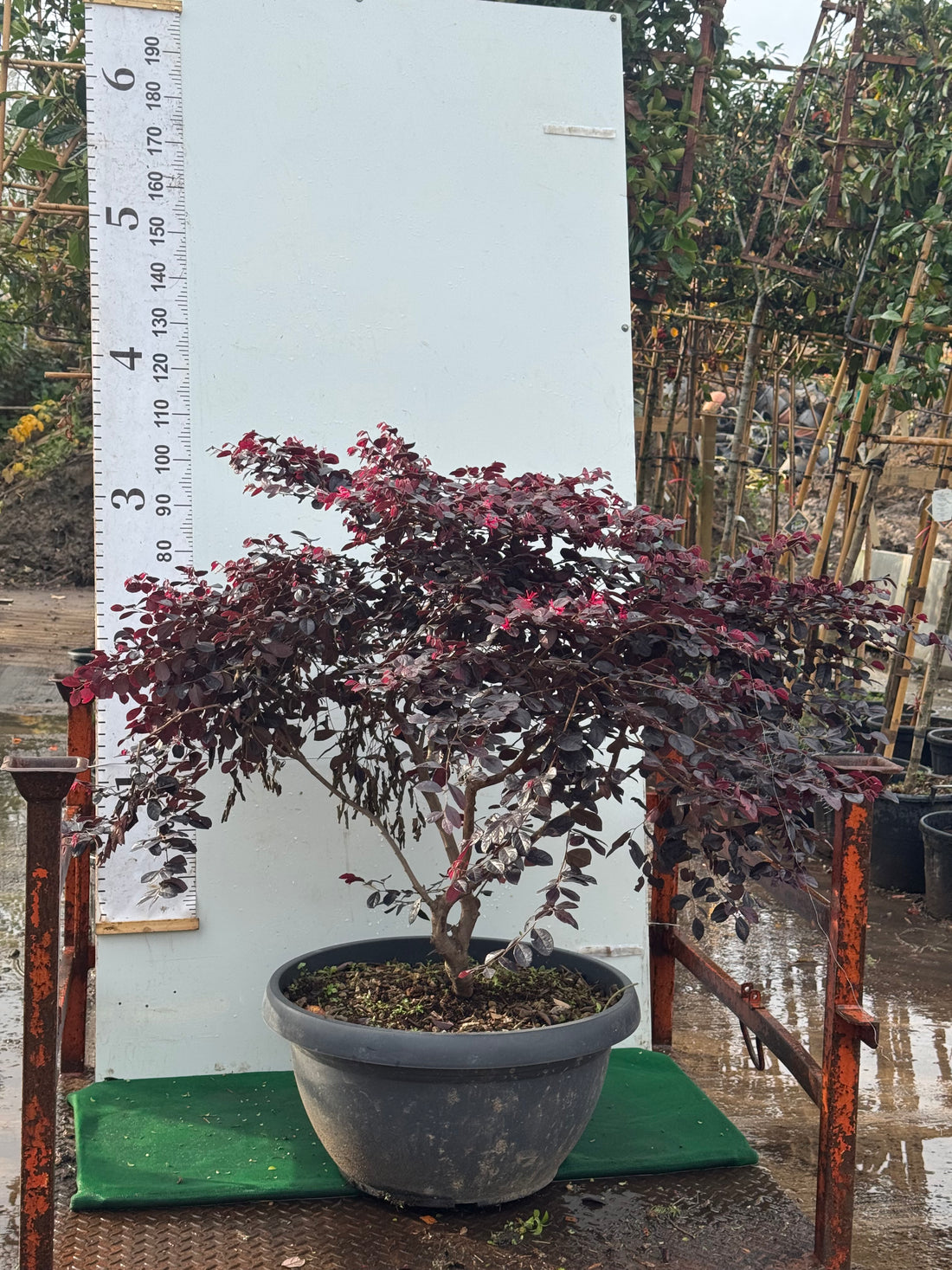 Loropetalum Fire Dance &