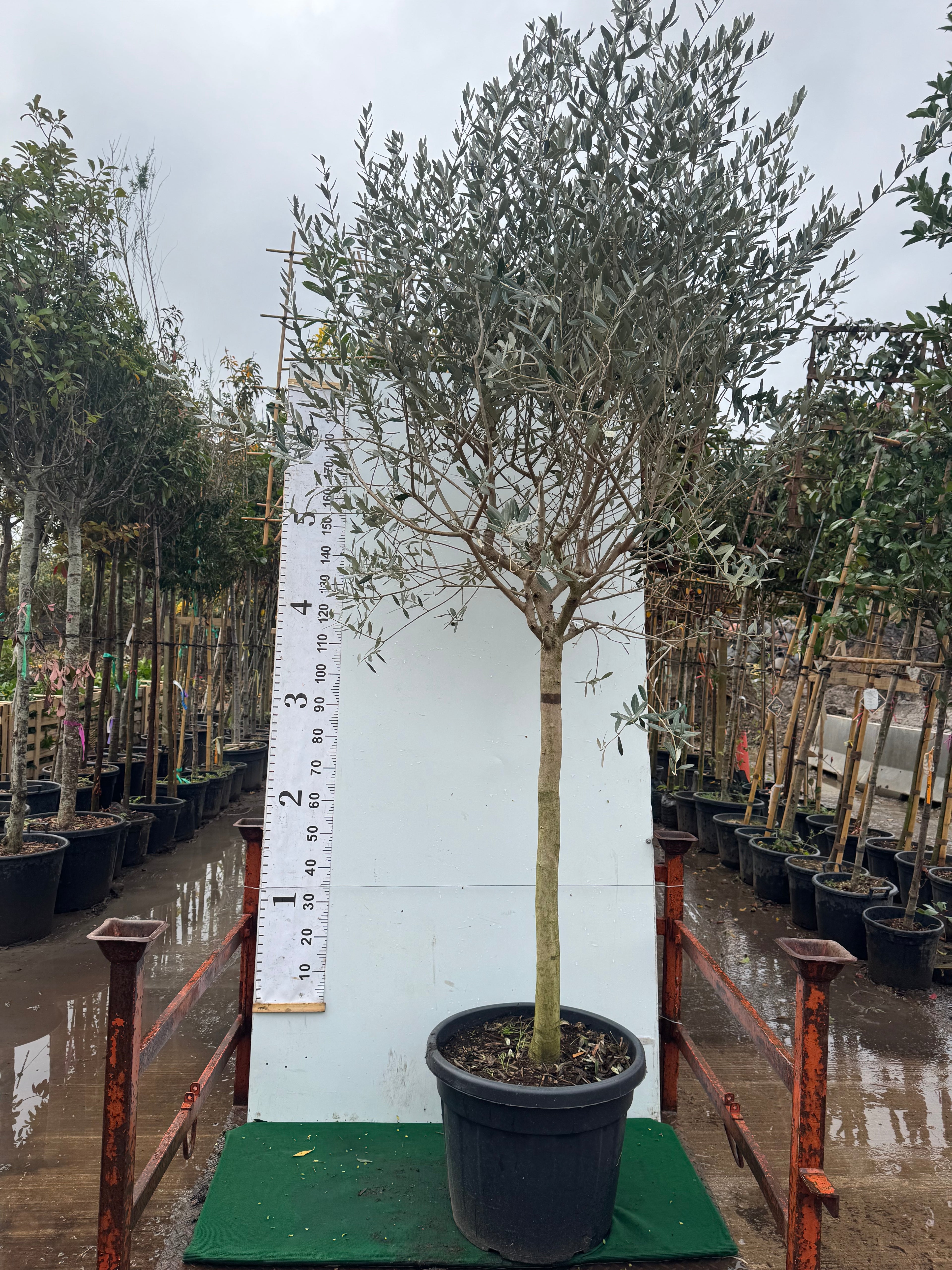 Olive Tree 2.7 meters high including pot height - 14/16cm girth