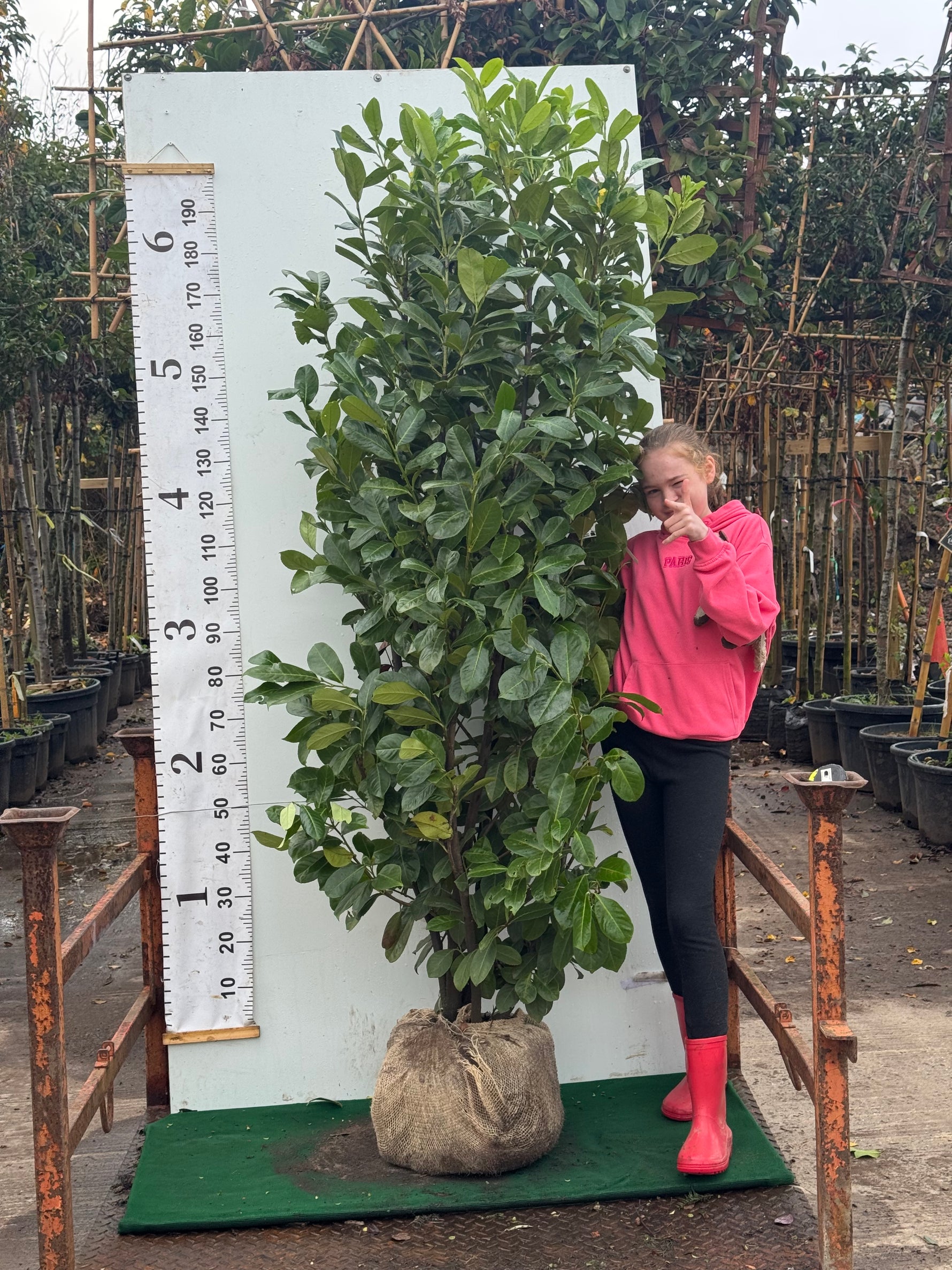 Cherry Laurel Rootball 180200cm Premium Quality Lowest Price