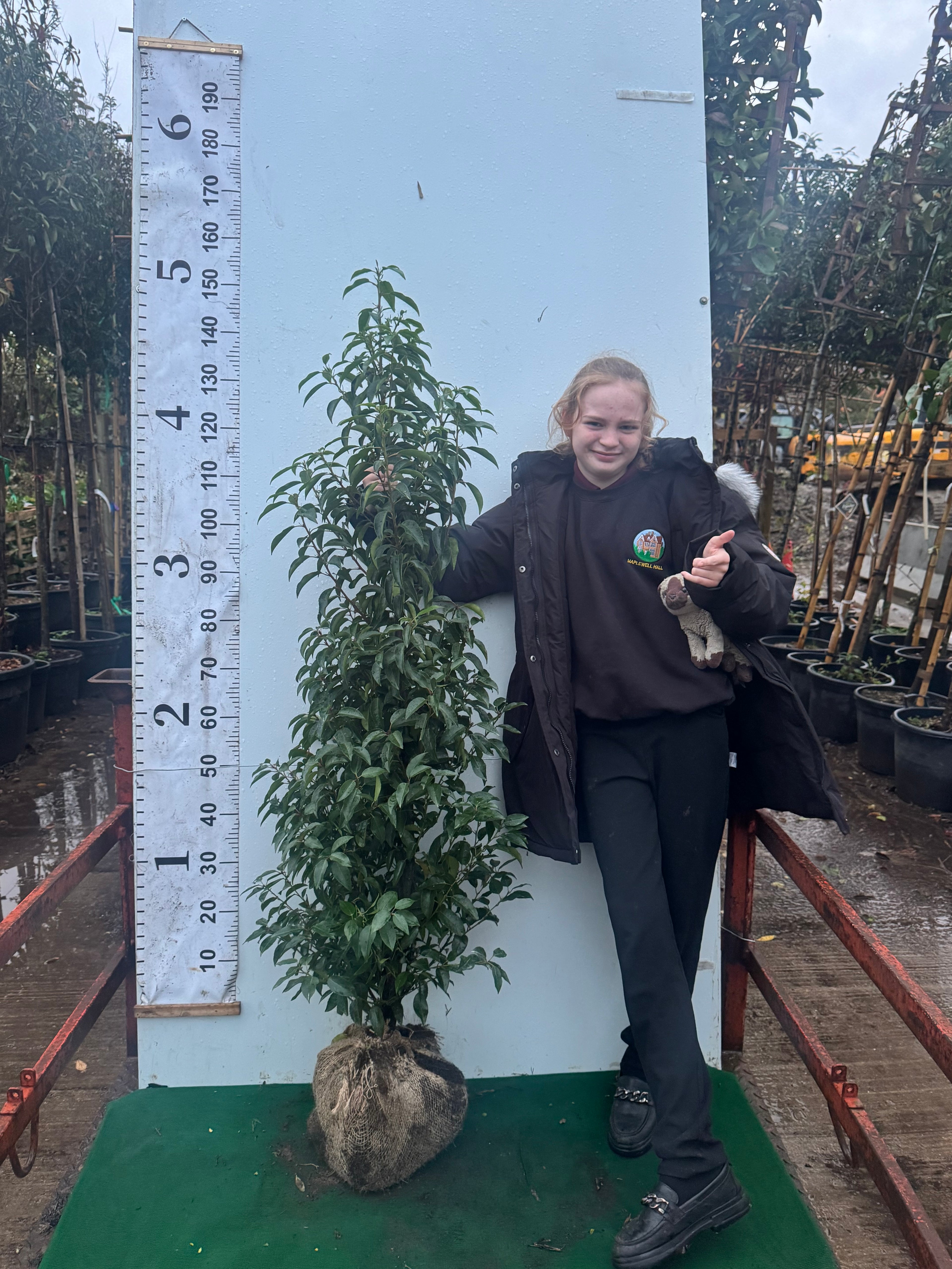Portuguese Laurel (Prunus Lusitanica) Rootball 120-150cm - Premium Quality