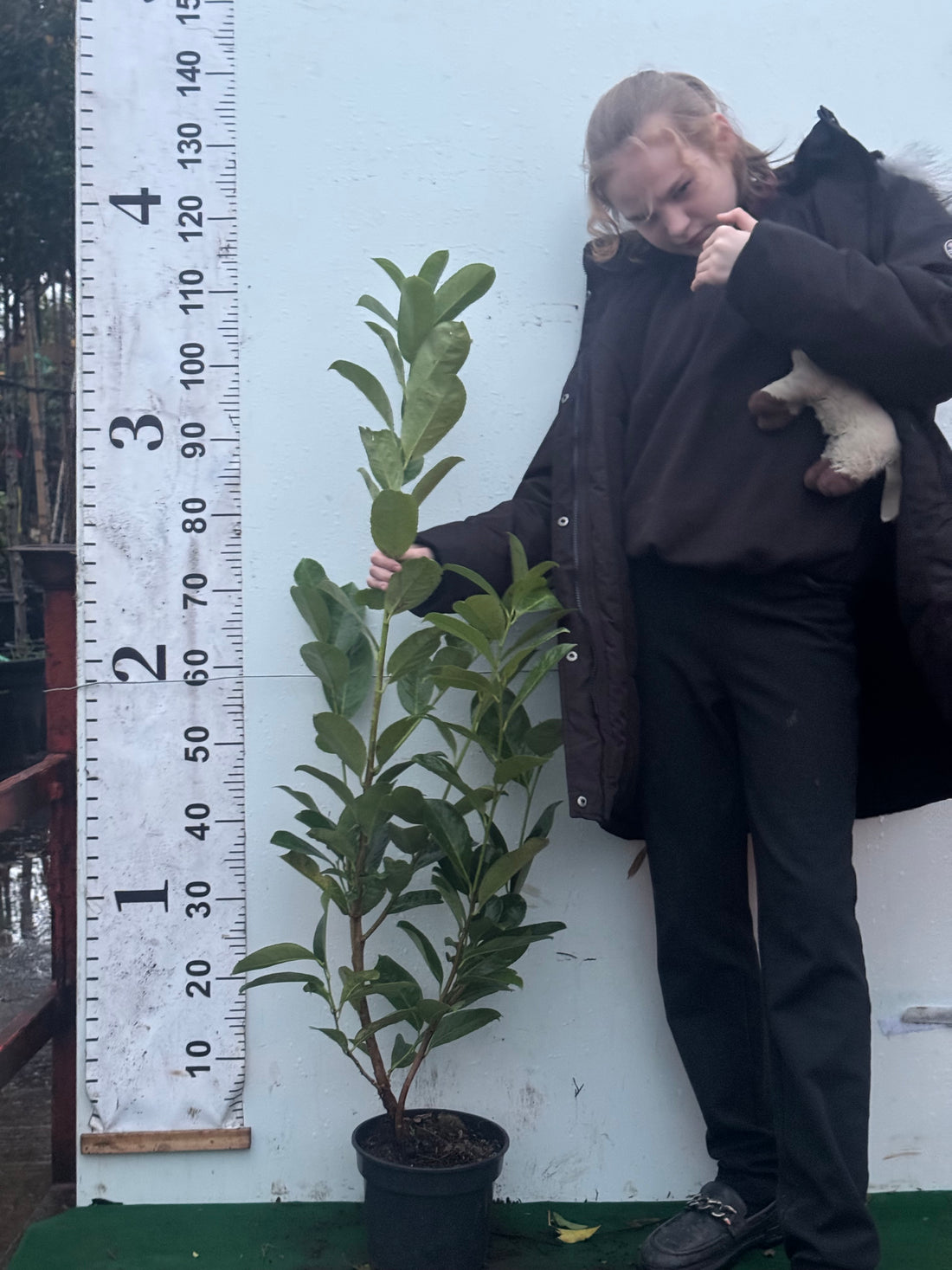 Cherry Laurel (Prunus Laur. Rotundifolia) 90-120cm Potted 3lt