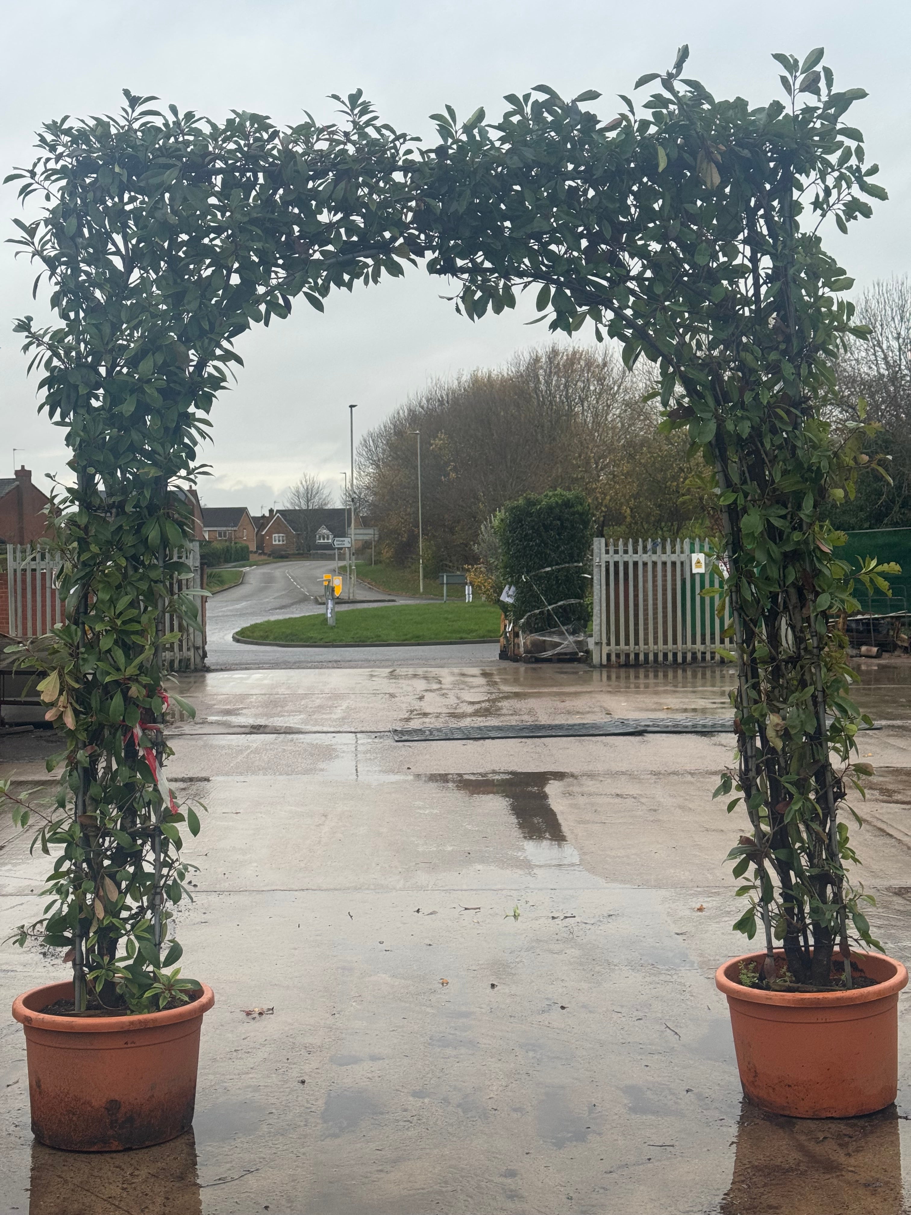 Photinia Red Robin Double Arch 2.4 metes High excluding pot width of a ...