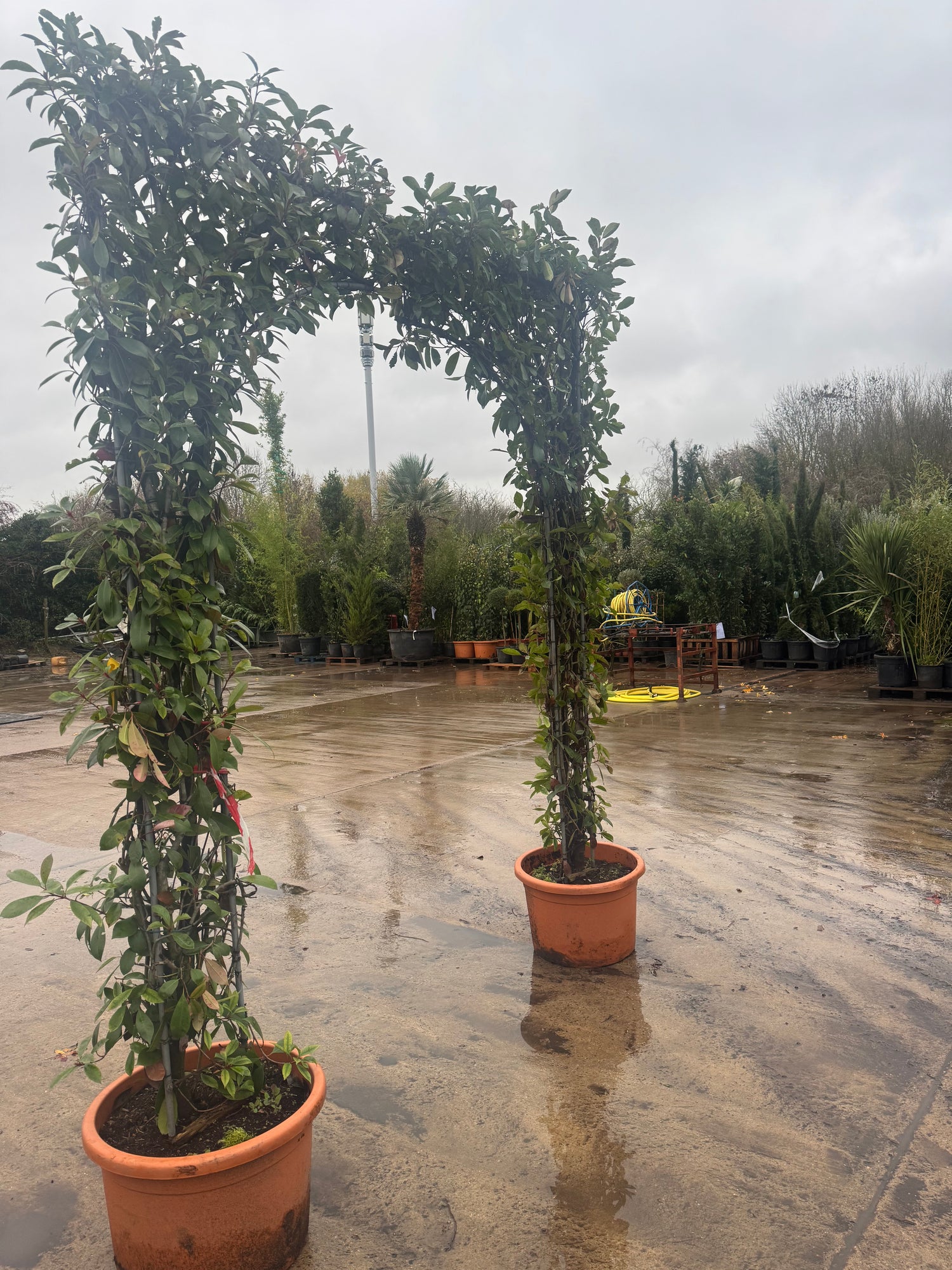 Photinia Red Robin Double Arch 2.4 metes High excluding pot width of arch 40cm
