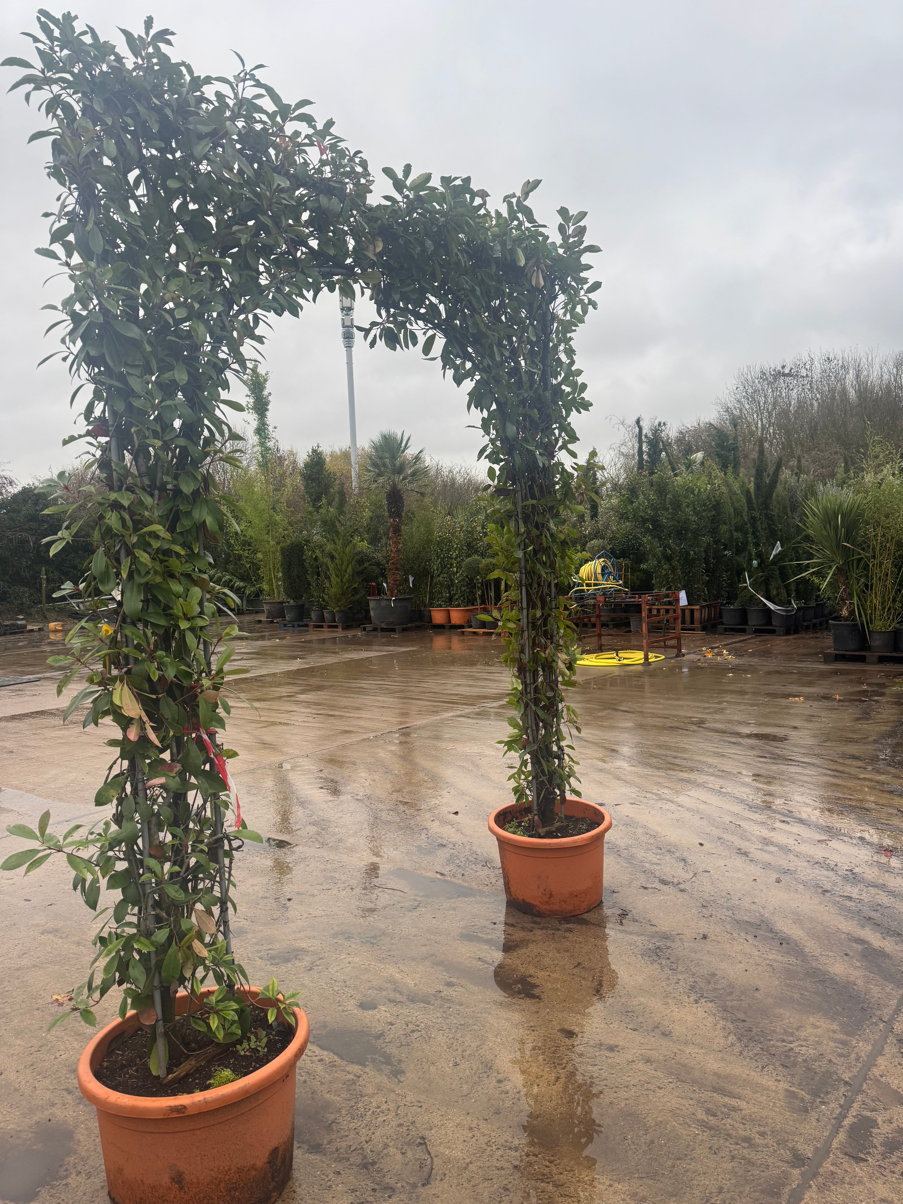 Photinia Red Robin Double Arch 2.4 metes High excluding pot width of arch 40cm