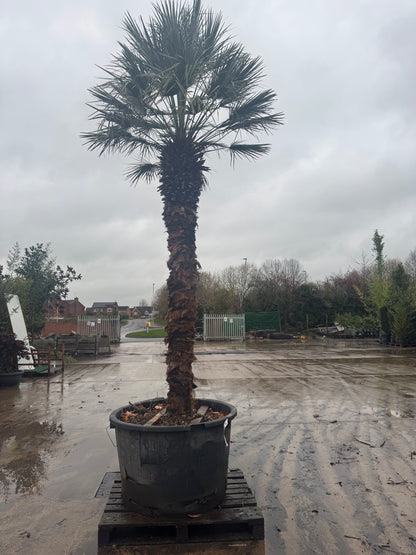 Chamaerops Humilis Fan Palm 4m/ 12feet  High excluding pot height