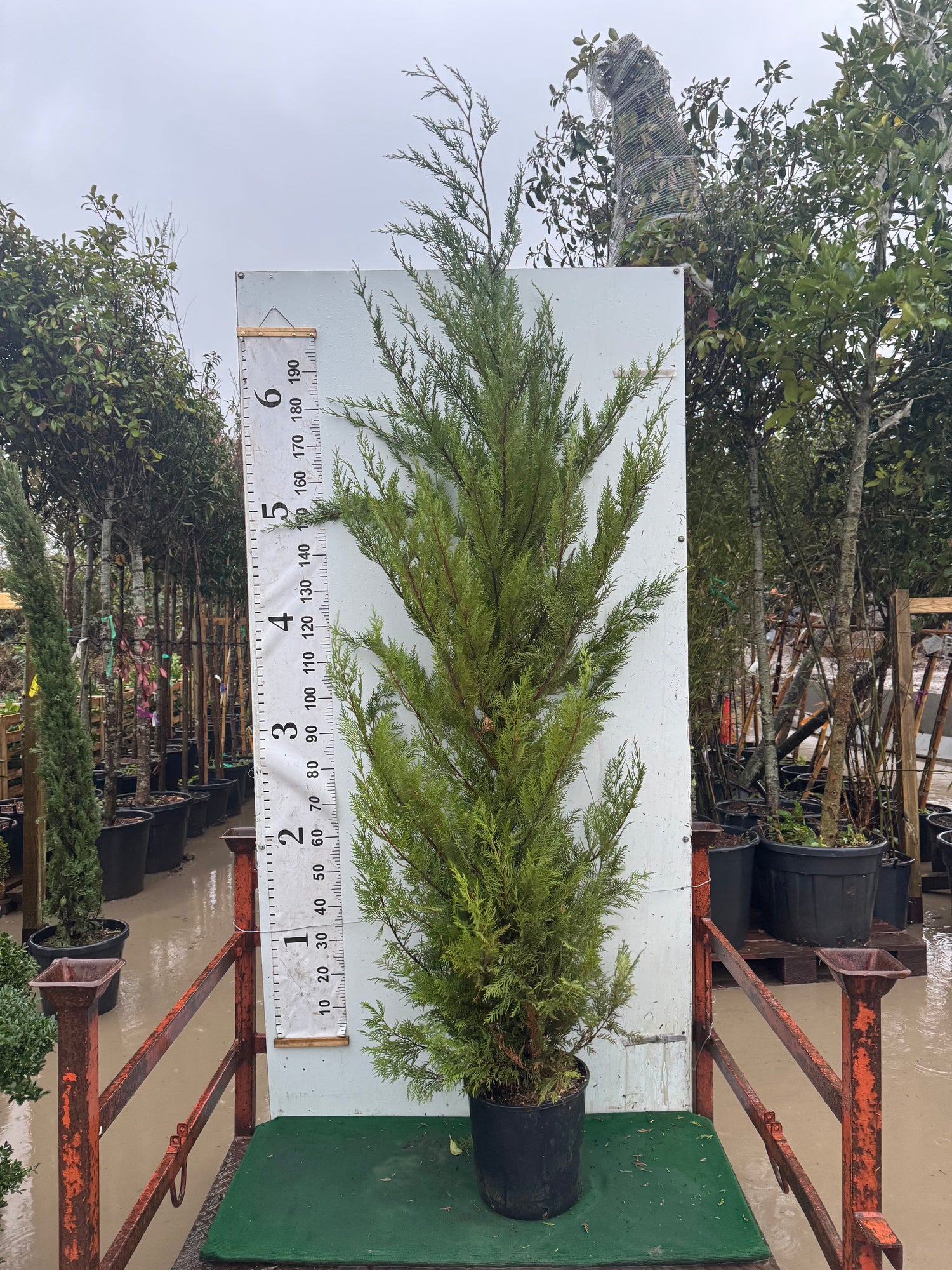 Leylandii Green (Cupressocyparis Leylandii) 220-250cm 18lt