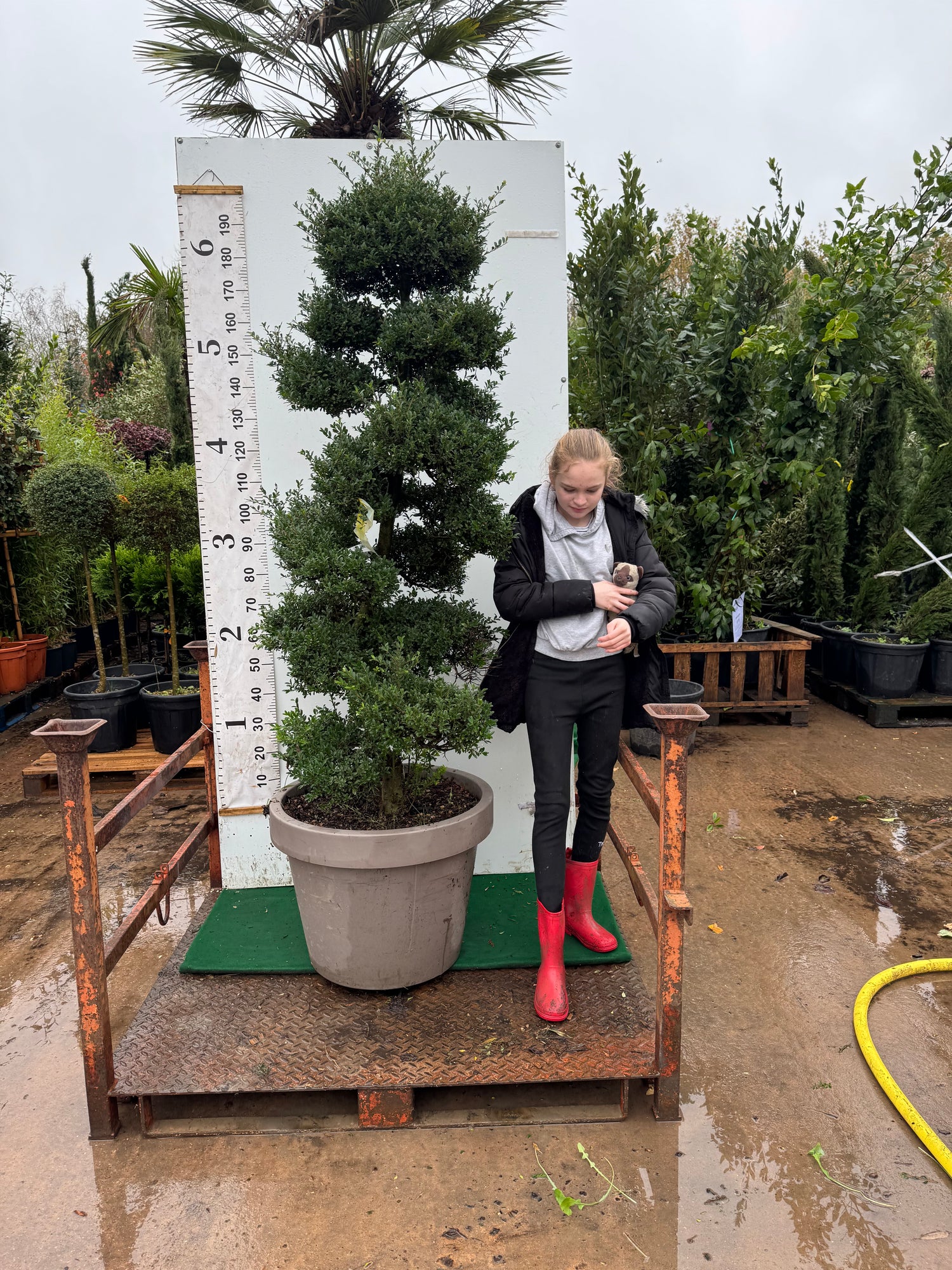 Ilex Crenata Bonsai 220cm including height of pot 180cm excluding pot