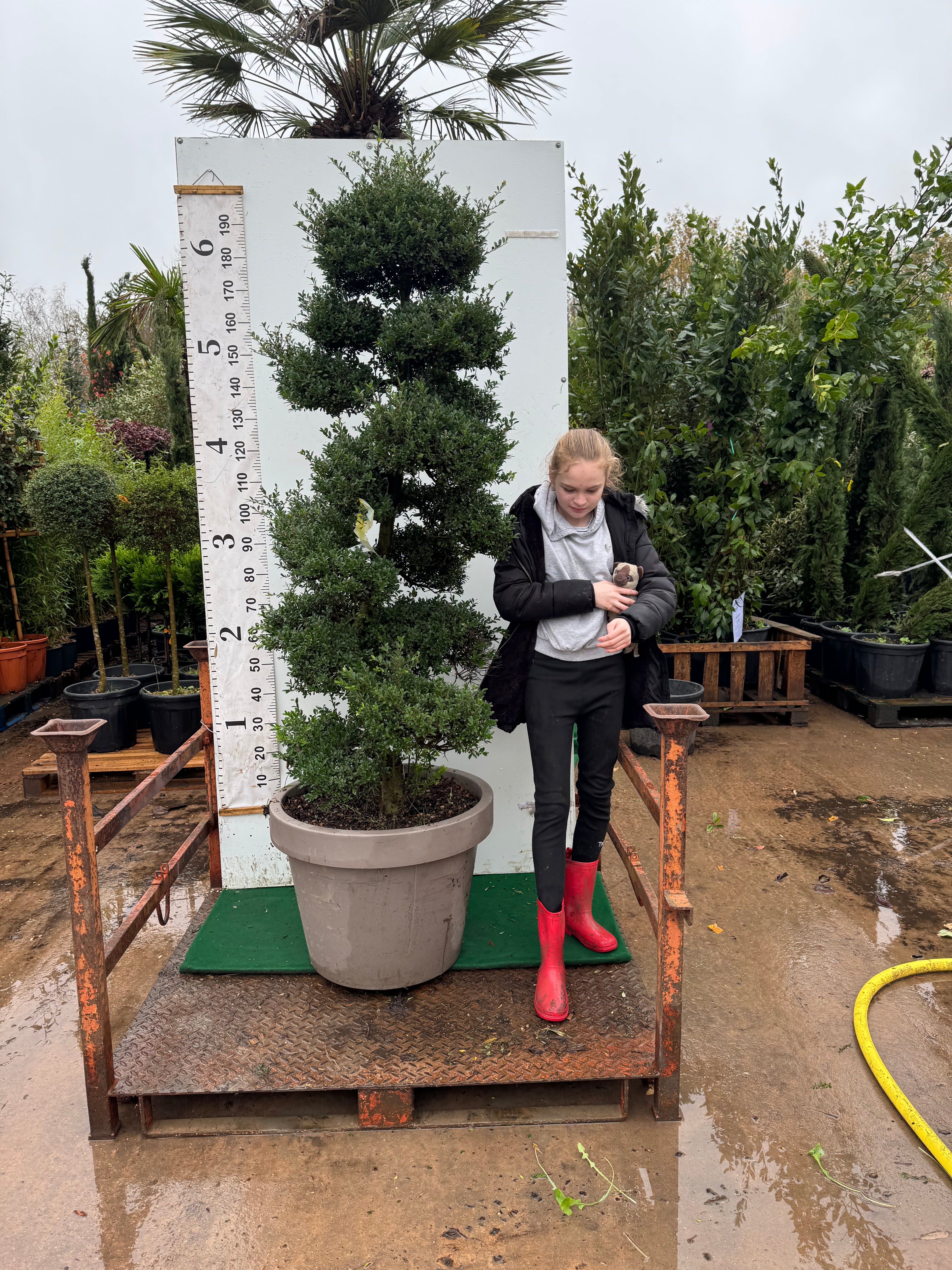 Ilex Crenata Bonsai 220cm including height of pot 180cm excluding pot