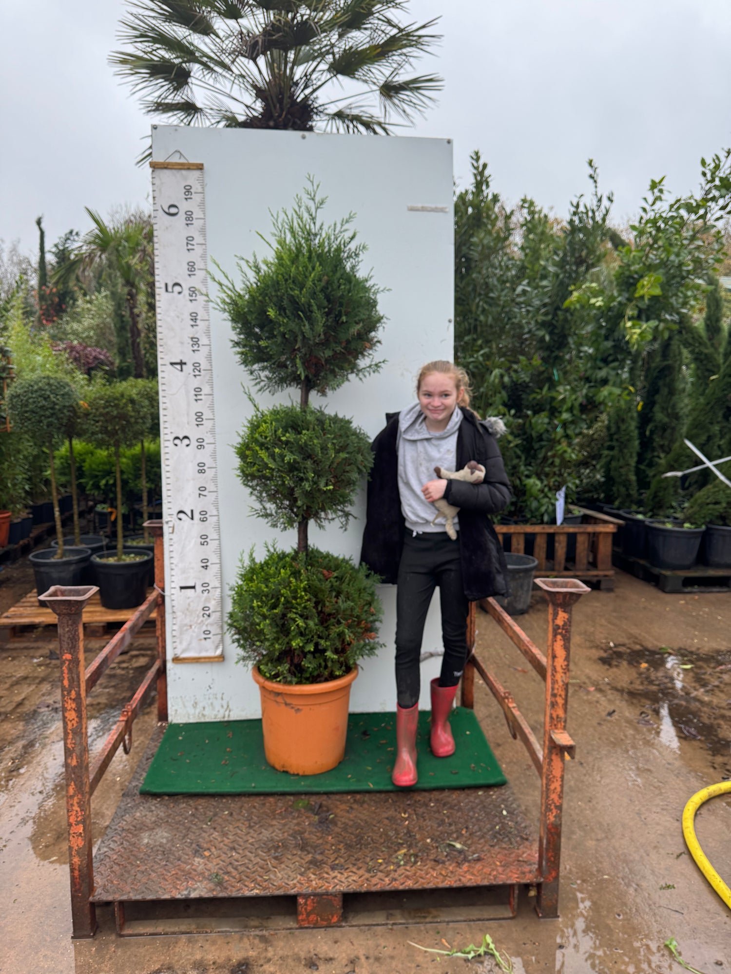 Leylandii 3 Ball on Stem - Premium Topiary Feature