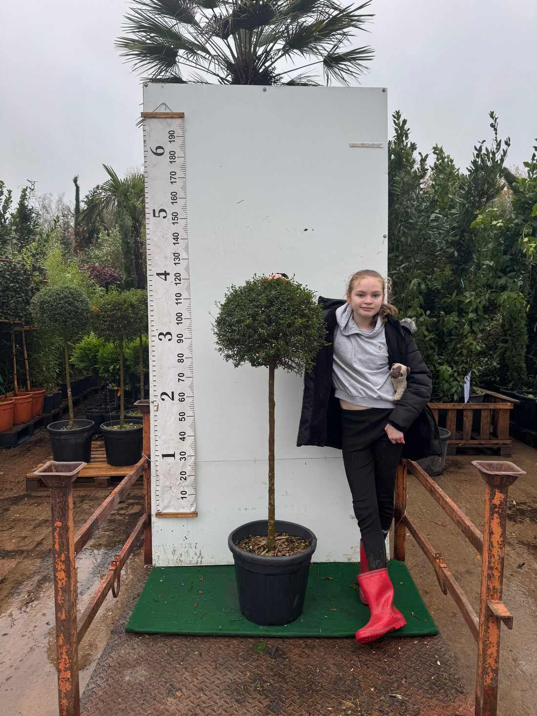 Ligustrum Jonandrum (Privet) Ball on Stem 120cm