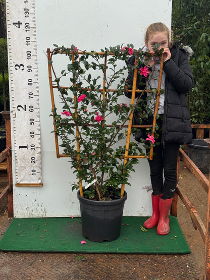 Camellia Sasangua  100x80cm Trellis