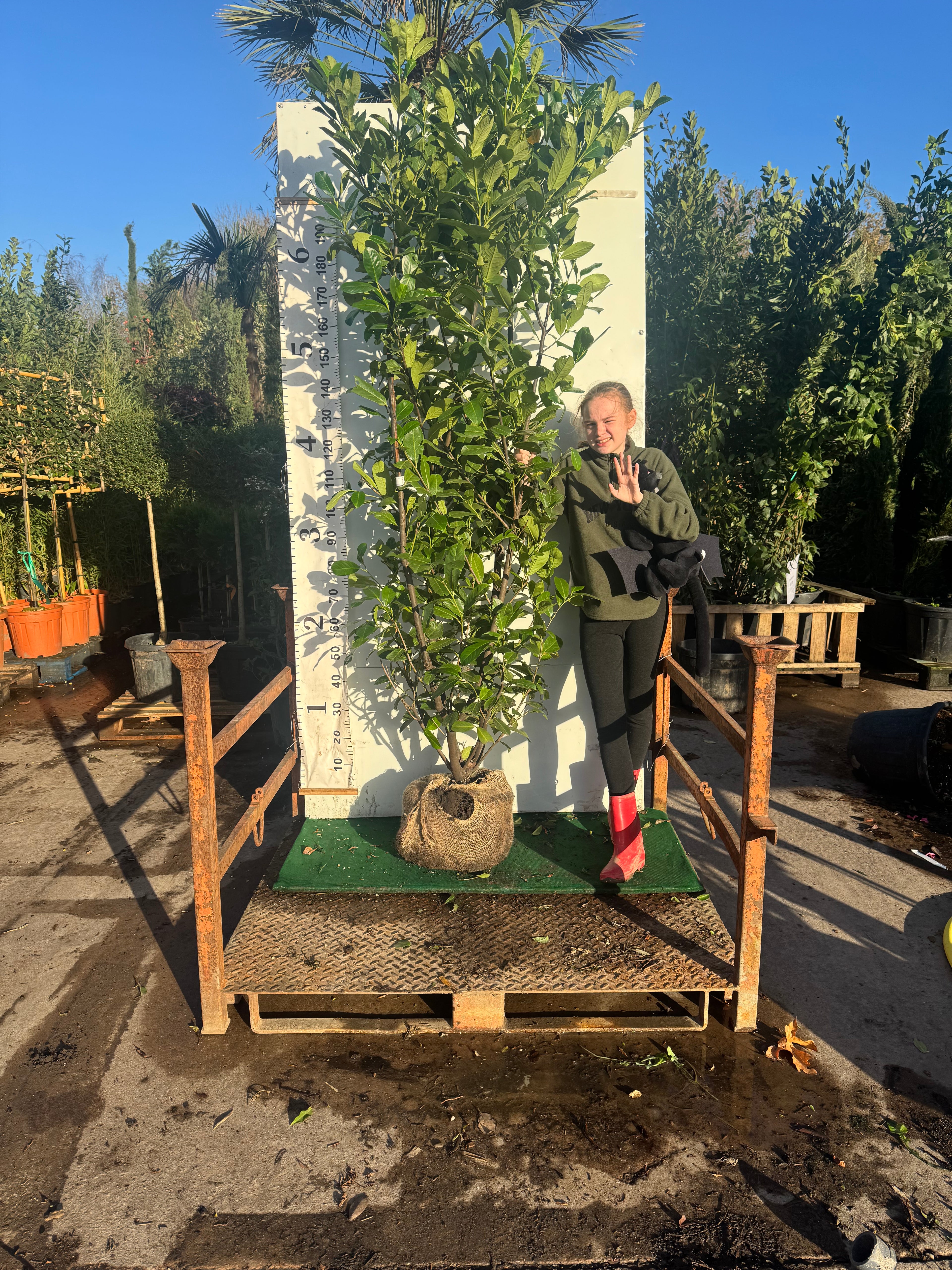Cherry Laurel Rootball 200-225cm - Premium Quality, Great Value