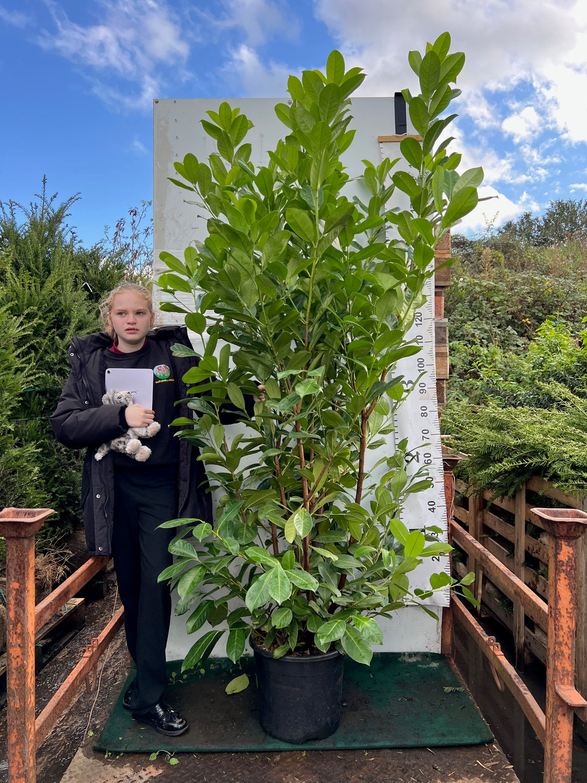 Cherry Laurel (Prunus Laurocerasus Rotundifolia) 180-200cm 20 Litre Potted Hedging
