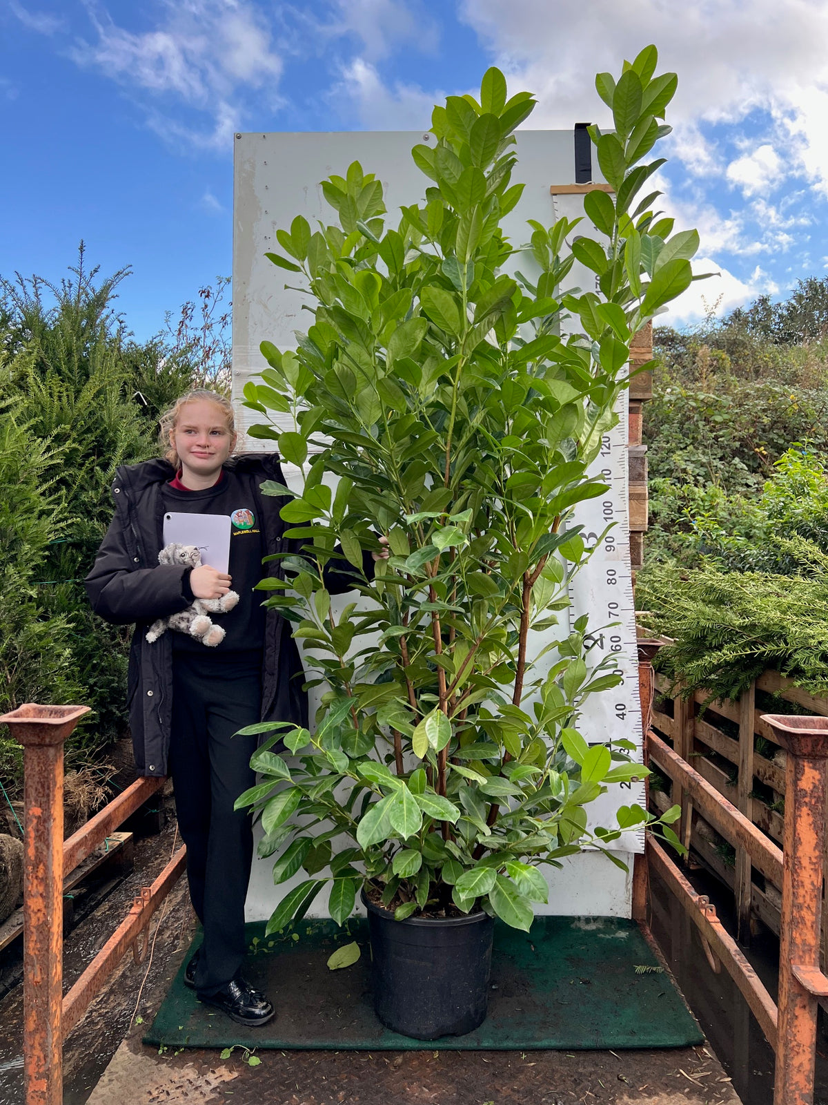 Cherry Laurel (Prunus Laurocerasus Rotundifolia) 180-200cm 20 Litre Potted Hedging