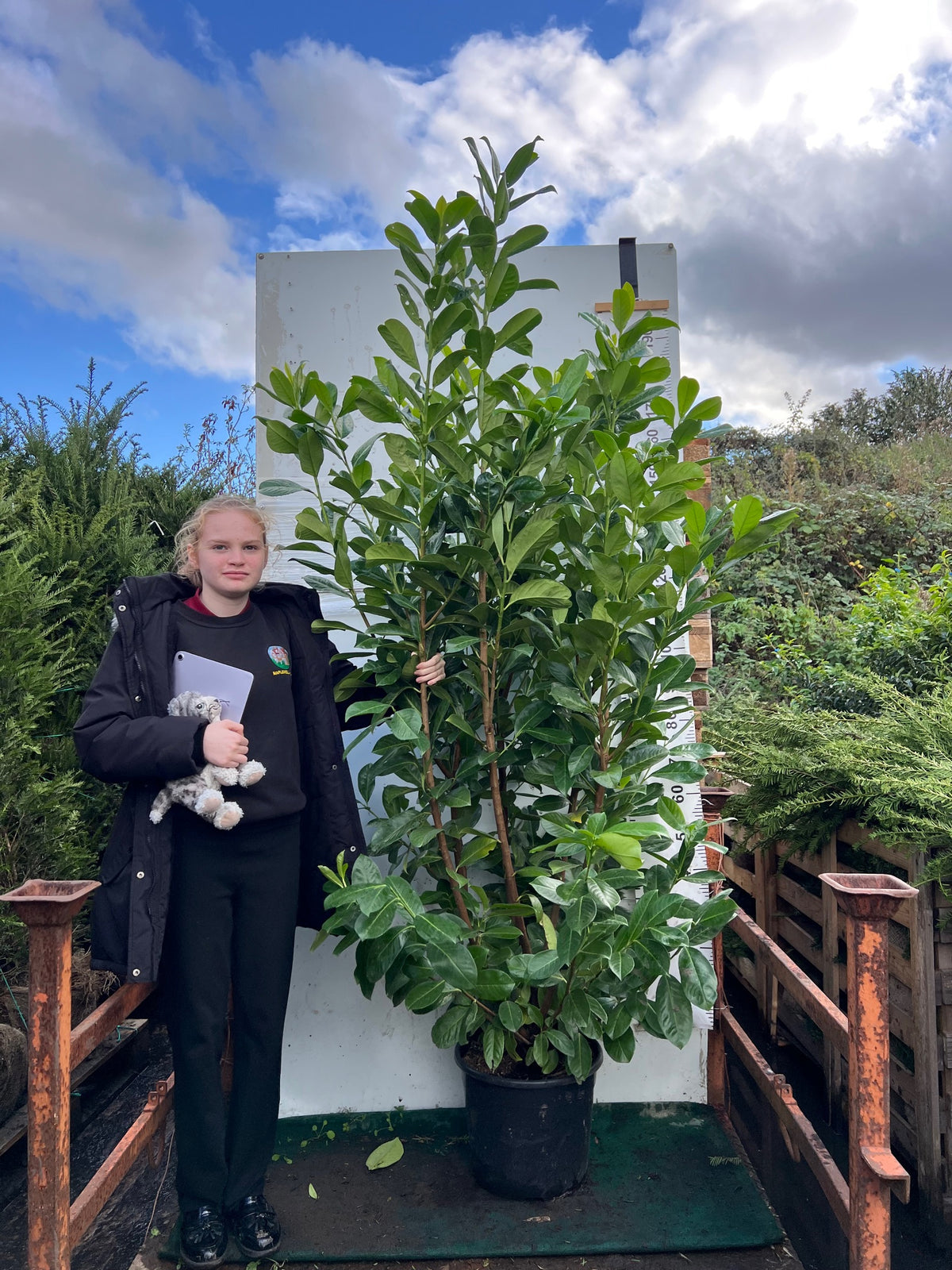 Cherry Laurel (Prunus Laurocerasus Rotundifolia) 180-200cm 20 Litre Potted Hedging