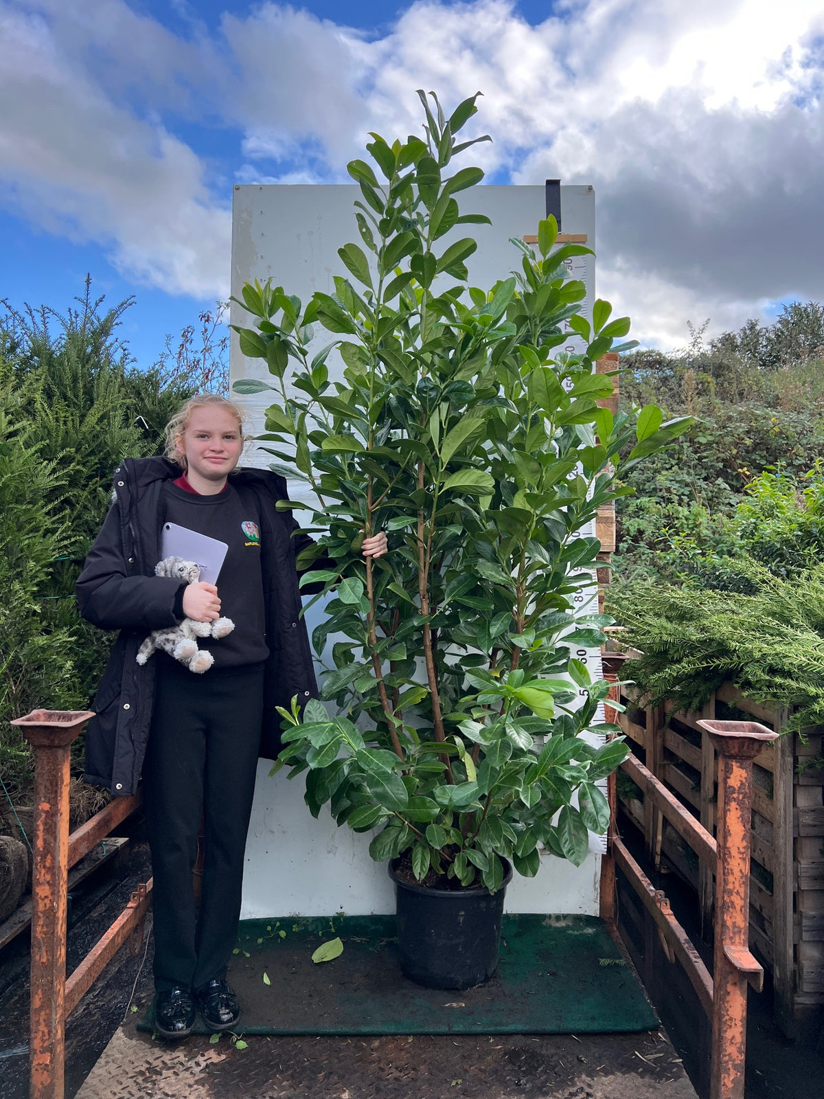Cherry Laurel (Prunus Laurocerasus Rotundifolia) 180-200cm 20 Litre Potted Hedging