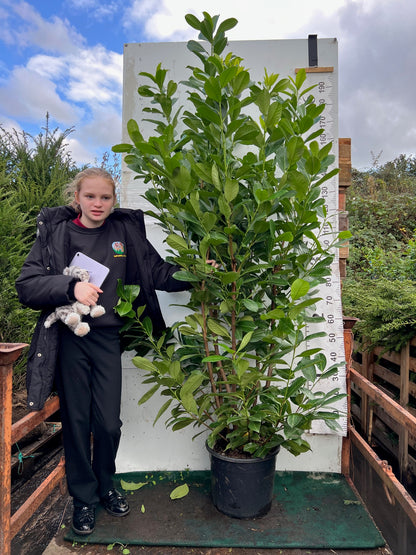 PALLET DEAL – 10 Cherry Laurel 180–200cm – 20 Litre Pots