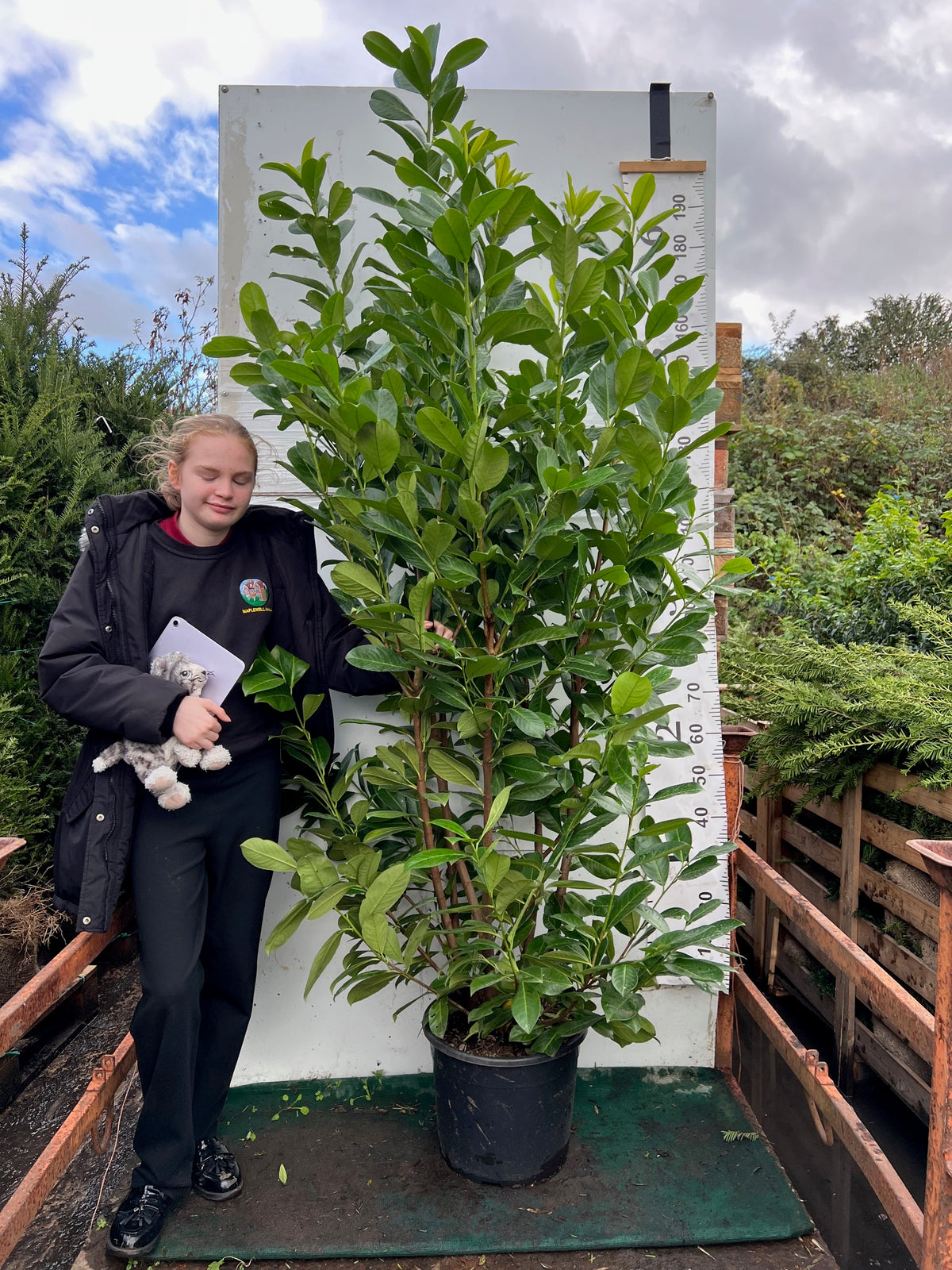 Cherry Laurel (Prunus Laurocerasus Rotundifolia) 180-200cm 20 Litre Potted Hedging
