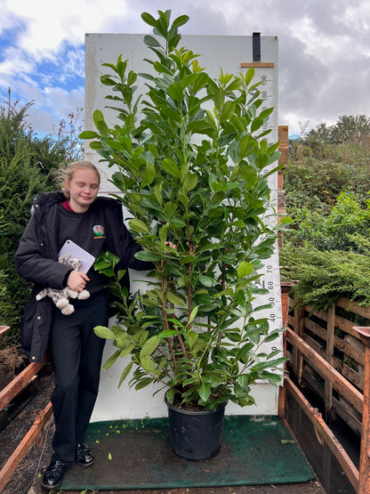 Cherry Laurel (Prunus Laurocerasus Rotundifolia) 180-200cm 20 Litre Potted Hedging