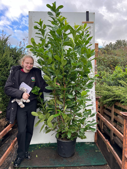 Cherry Laurel (Prunus Laurocerasus Rotundifolia) 180-200cm 20 Litre Potted Hedging