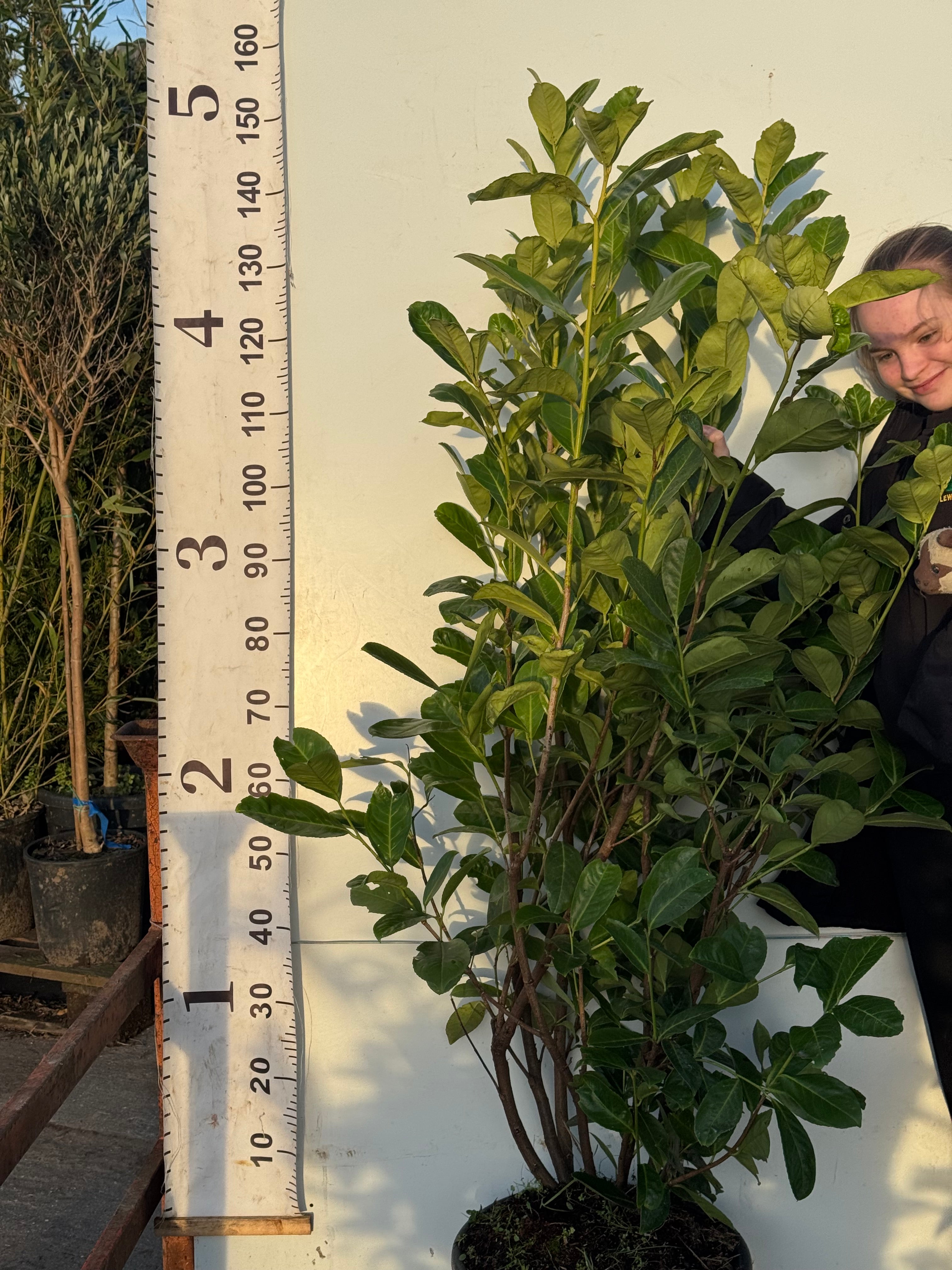 Cherry Laurel (Prunus Laur. Rotundifolia) 120-150cm Potted Large 20lt